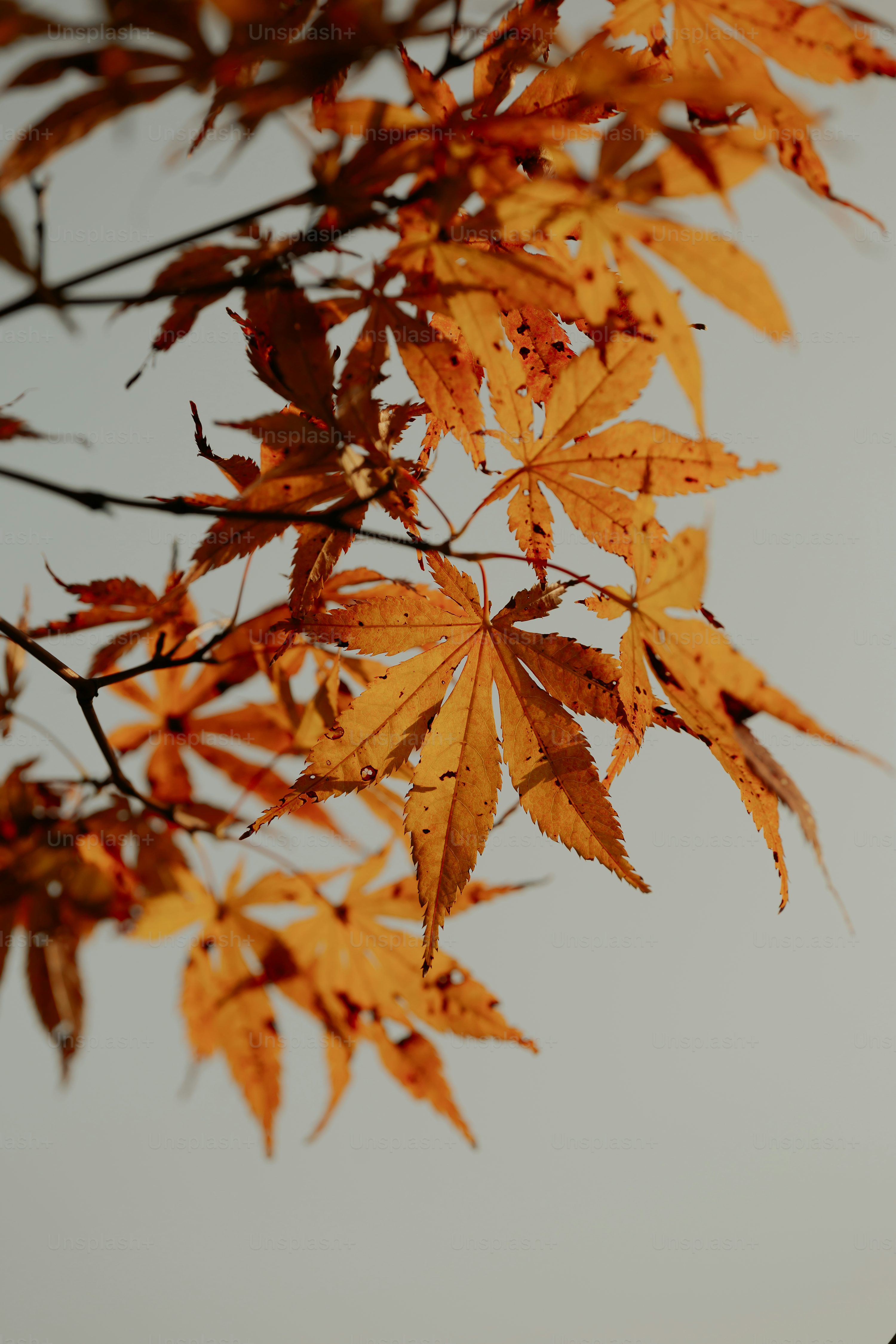 A tree branch with yellow leaves against a gray sky photo