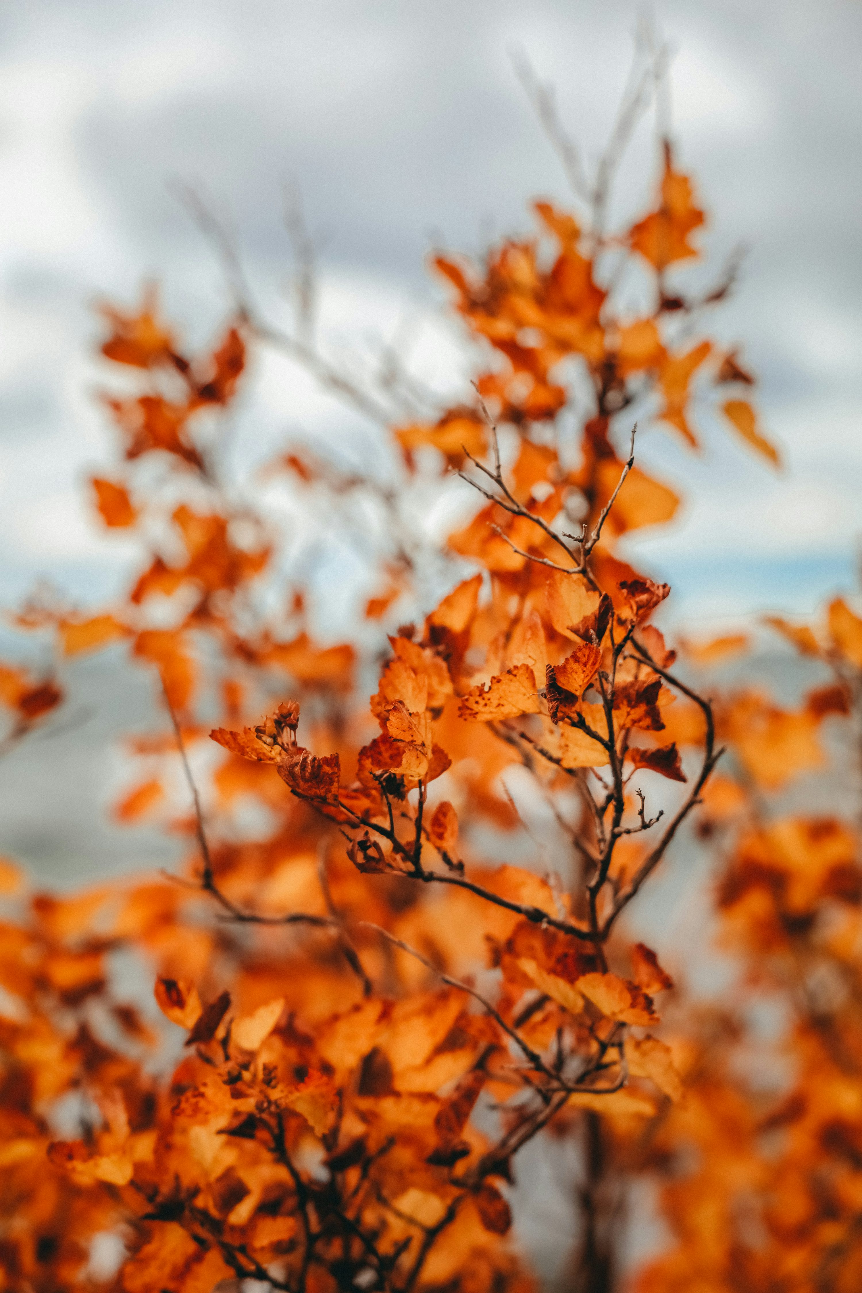 A close up of a tree with orange leaves photo
