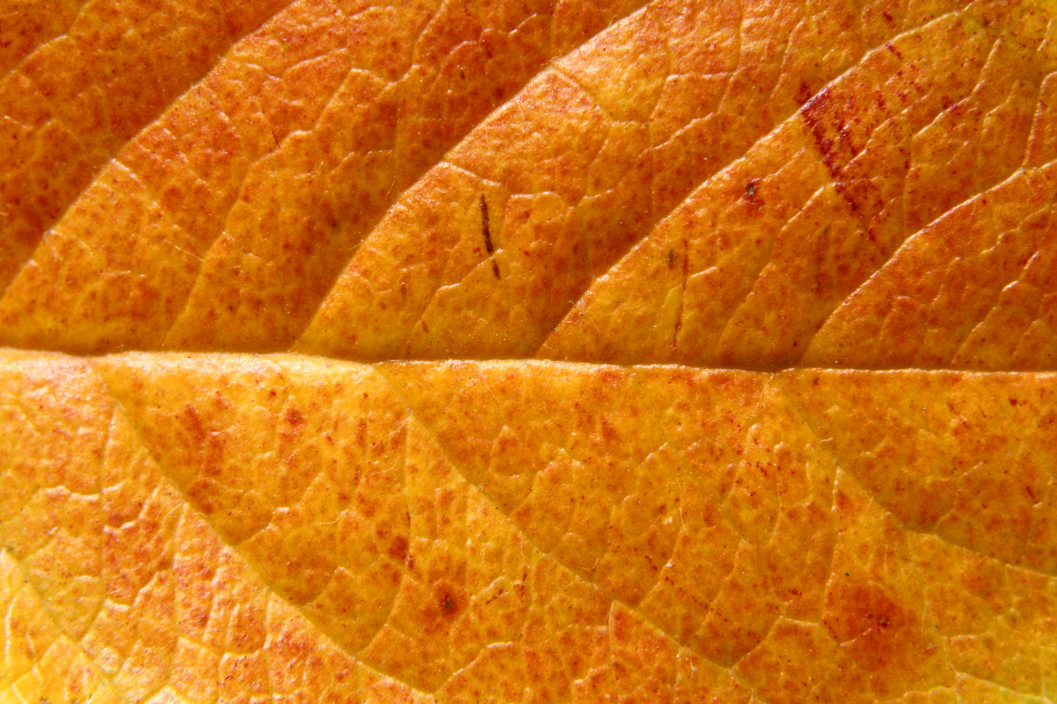Orange Leaf Close Up Texture