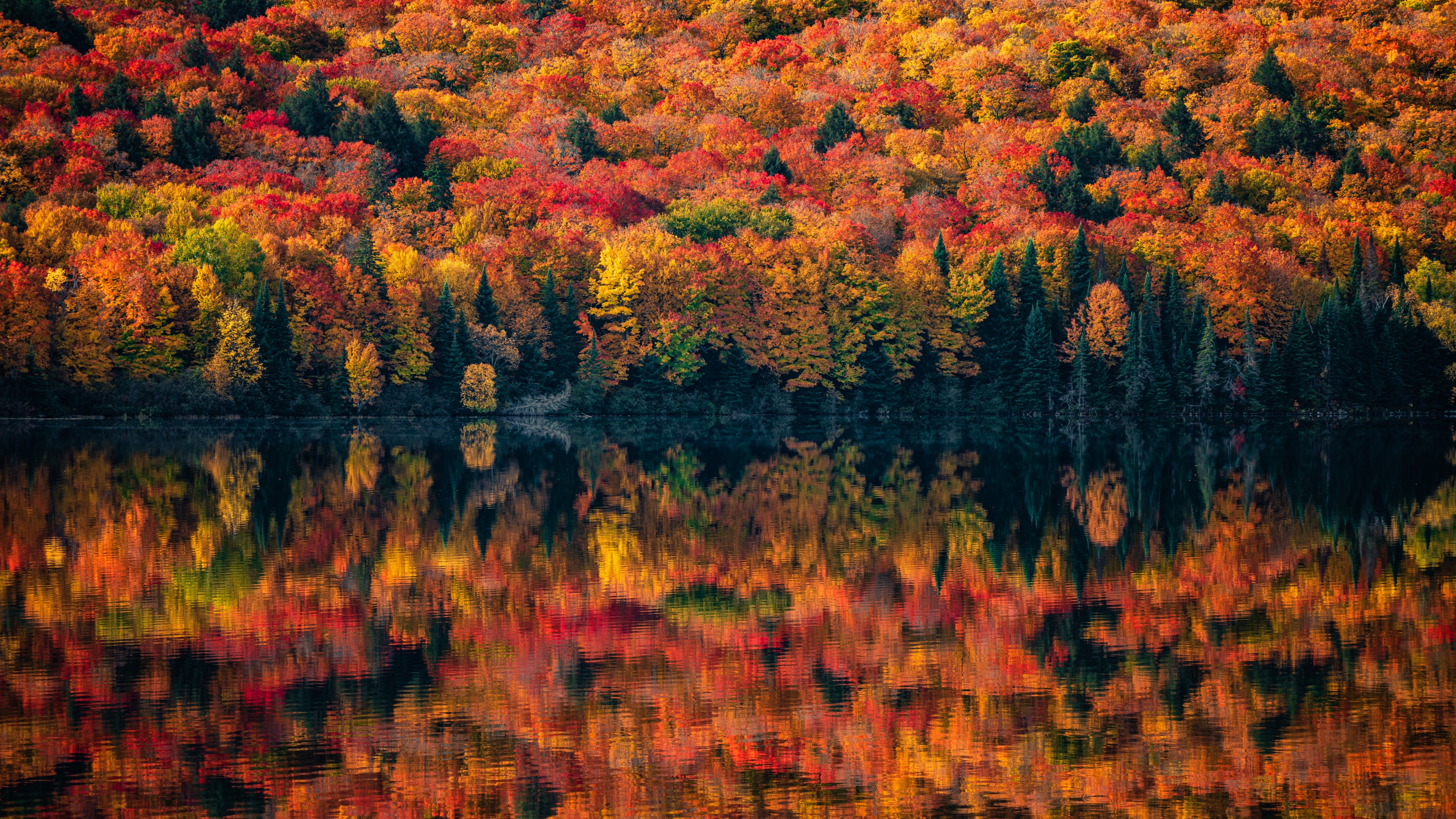 Algonquin Provincial Park Wallpaper 4K, Ontario, Canada, Autumn