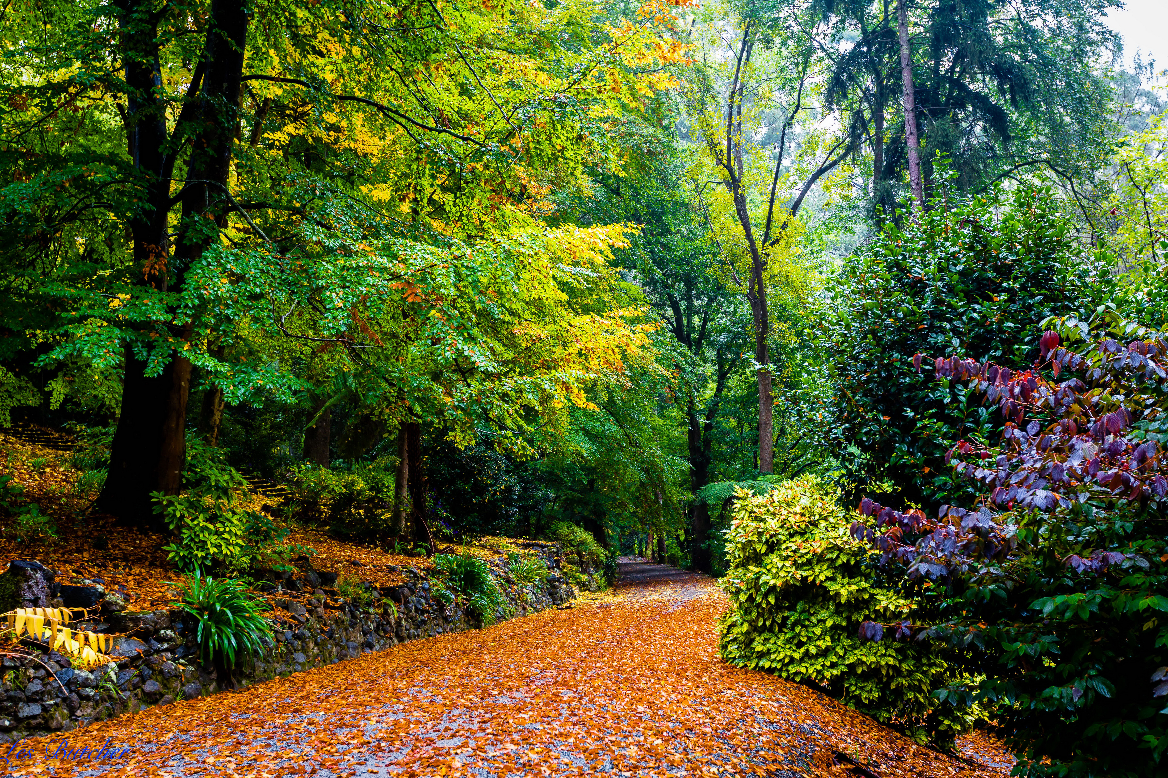 Melbourne Autumn Park Ultra HD Wallpaper