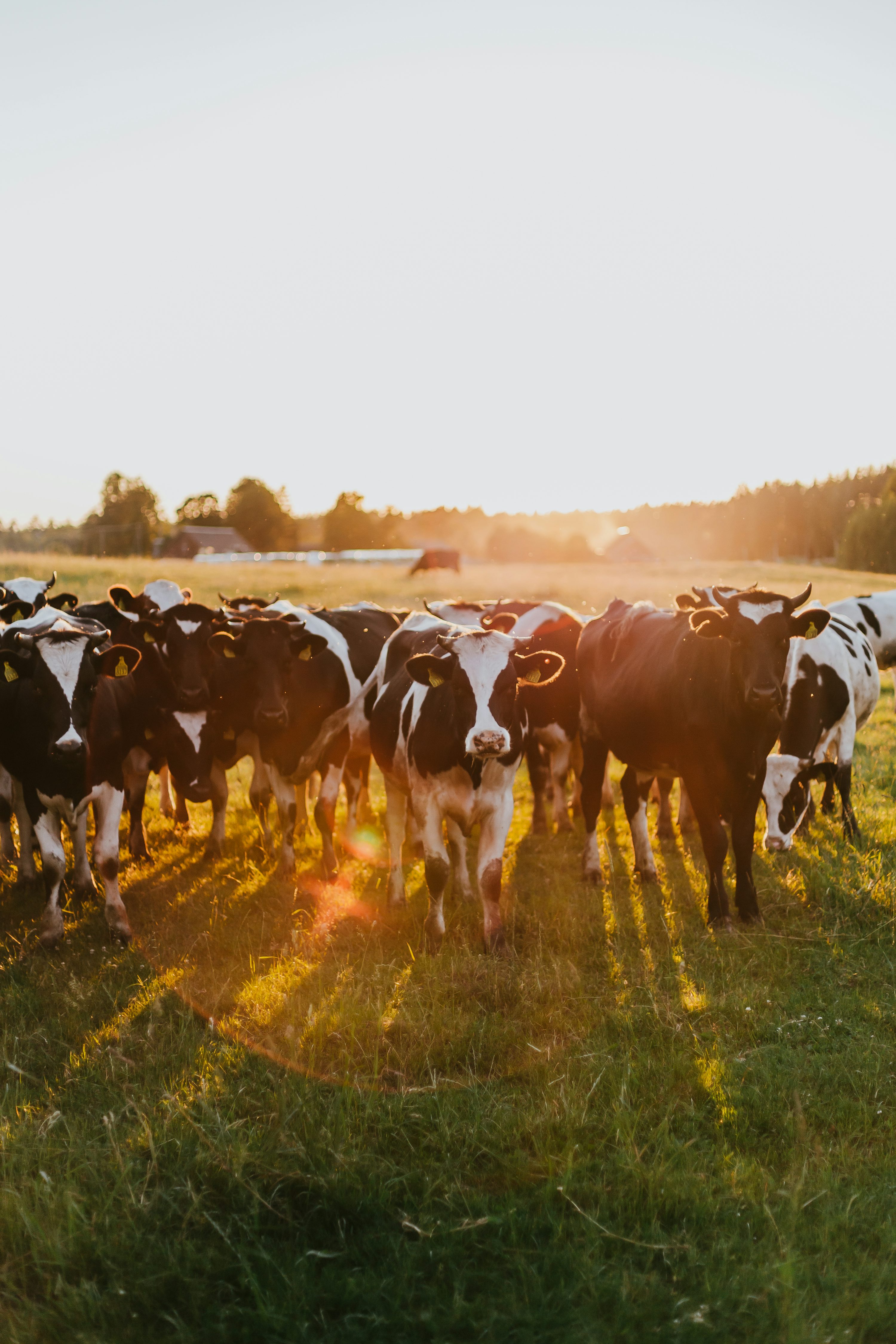 Cattle Picture. Download Free Image