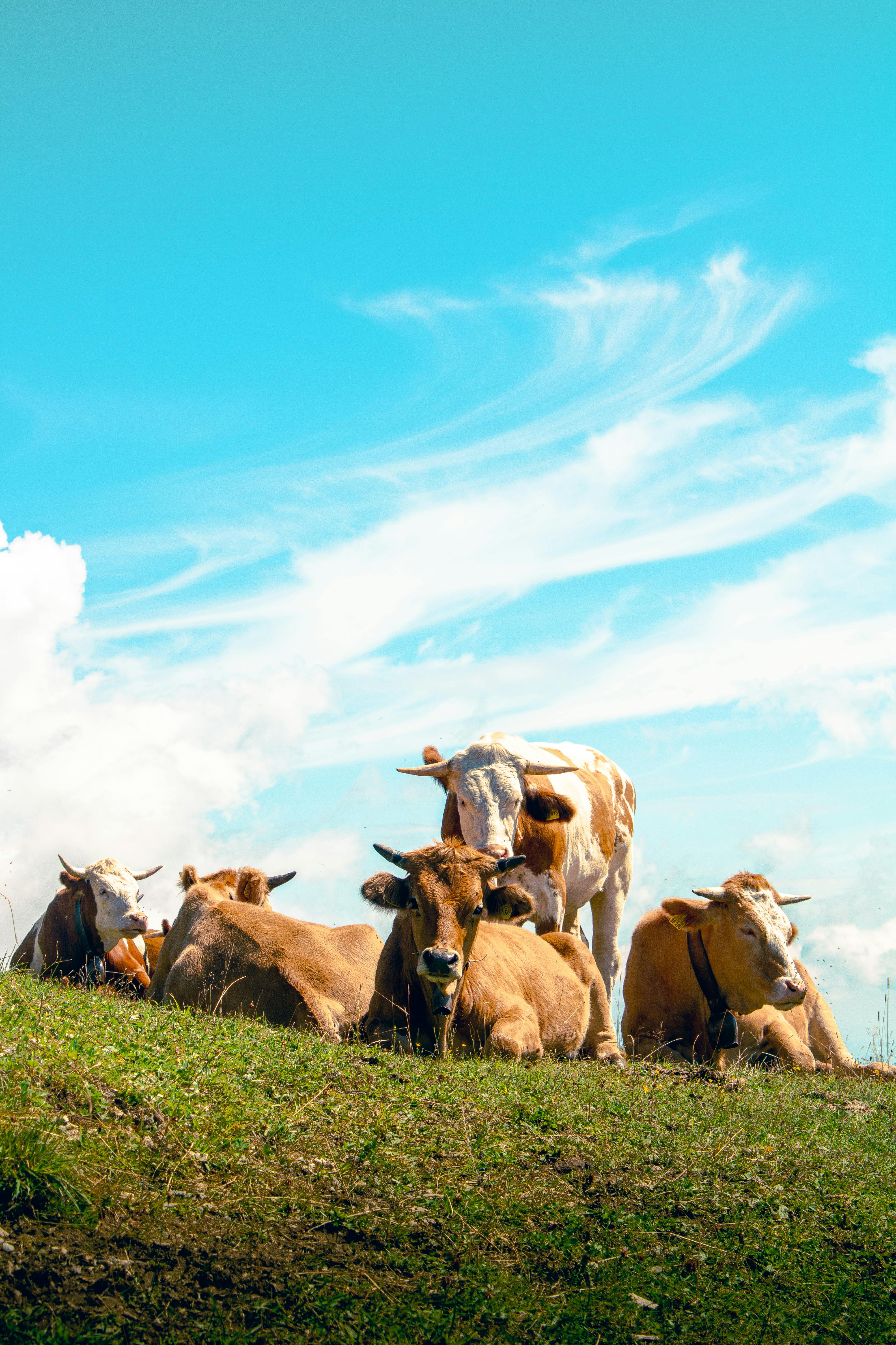 A group of cows are sitting on a grassy hill · Free
