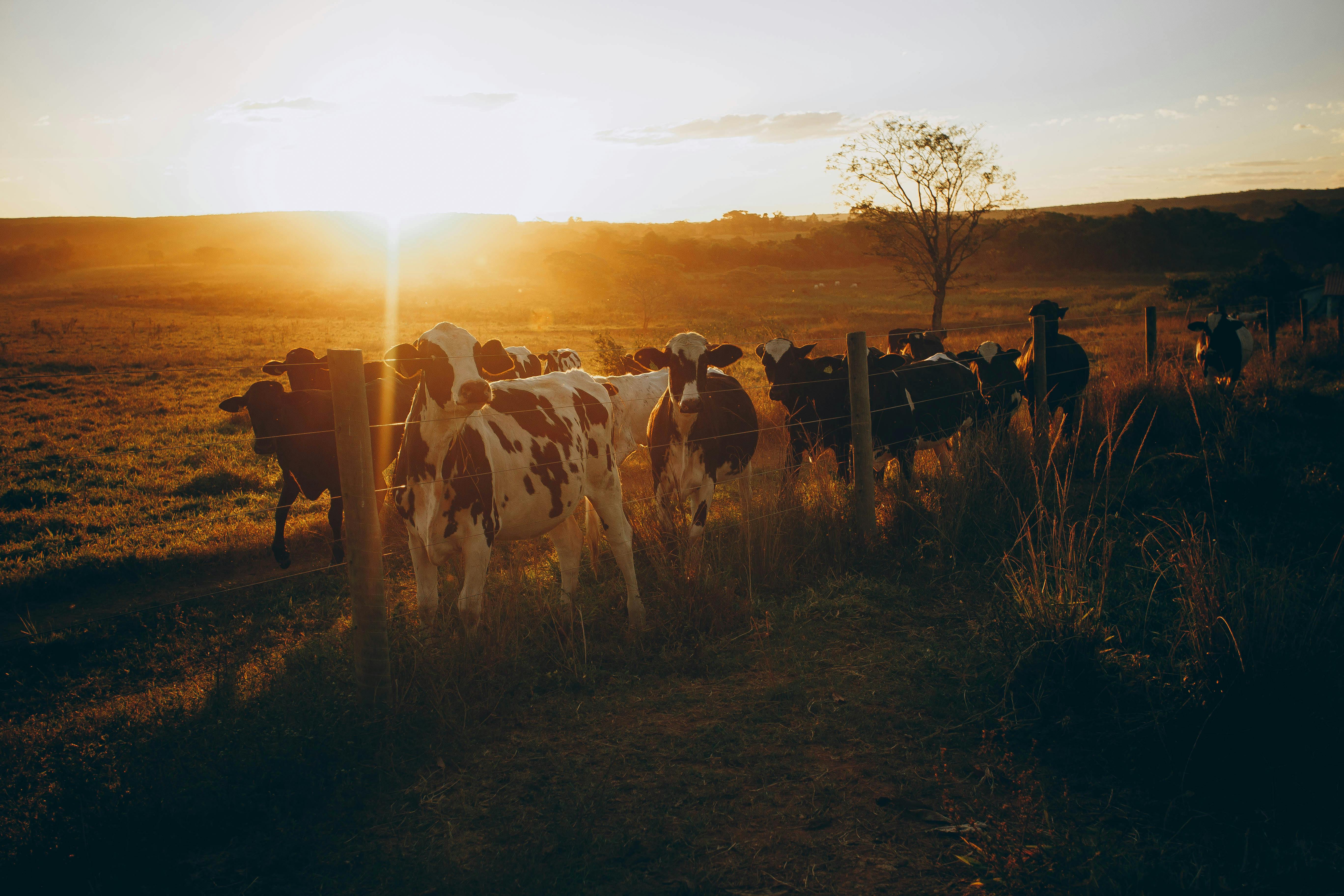 Herd of cows walking along fence in countryside at sunset · Free