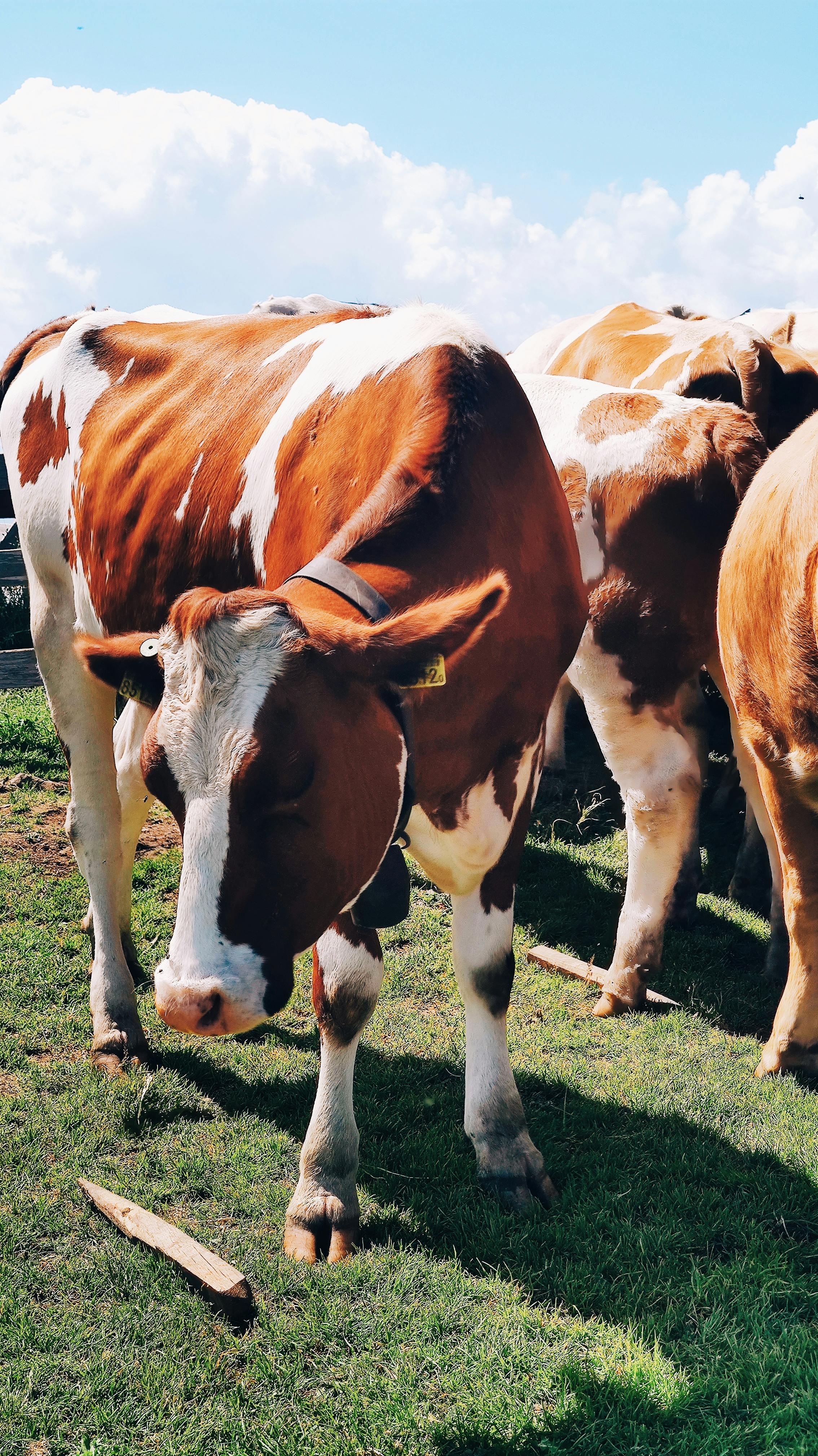 Farm Animals Standing on Grass Field Near Barns · Free