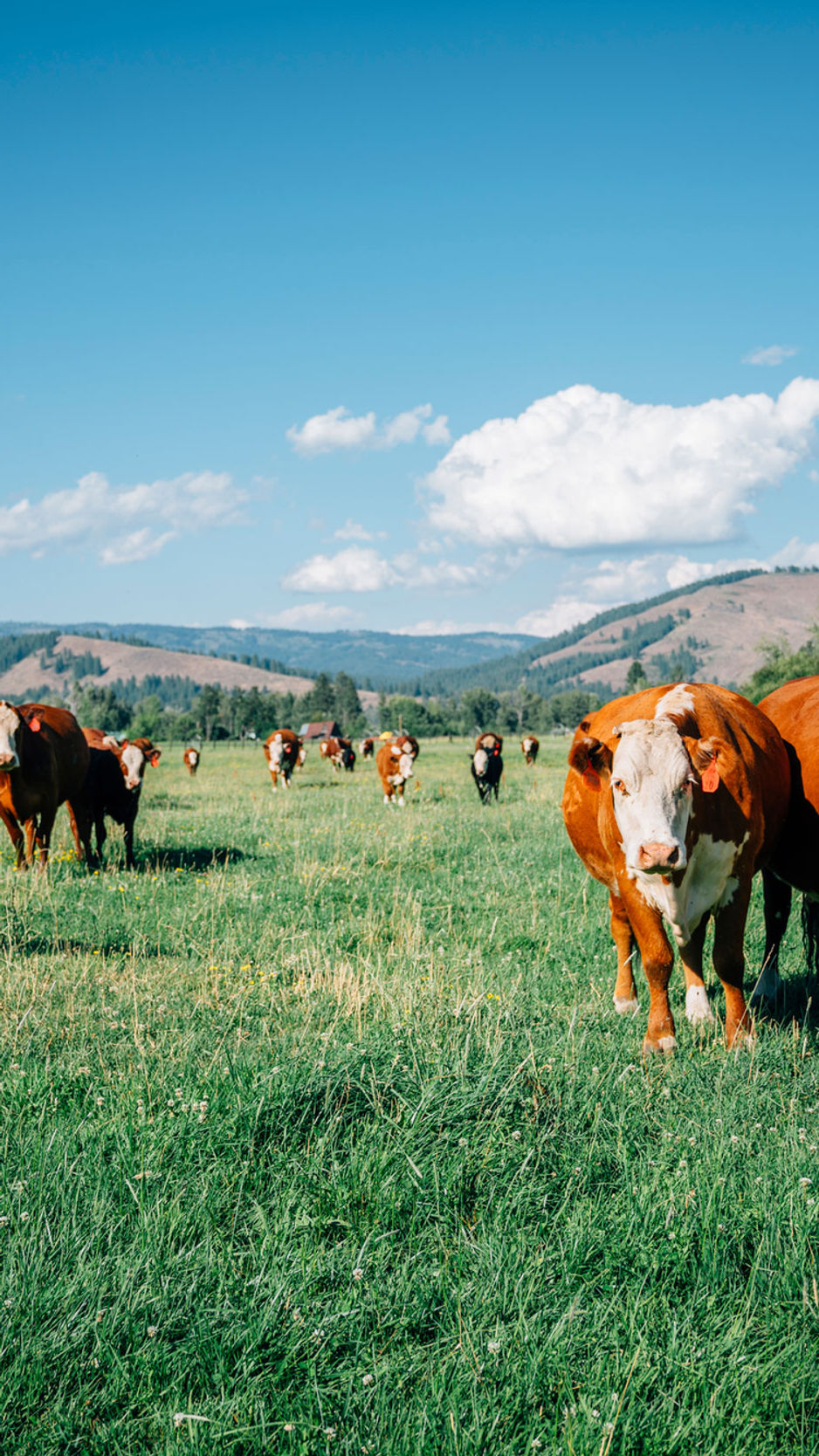 Castle Hill Farm- Agri Field Trips