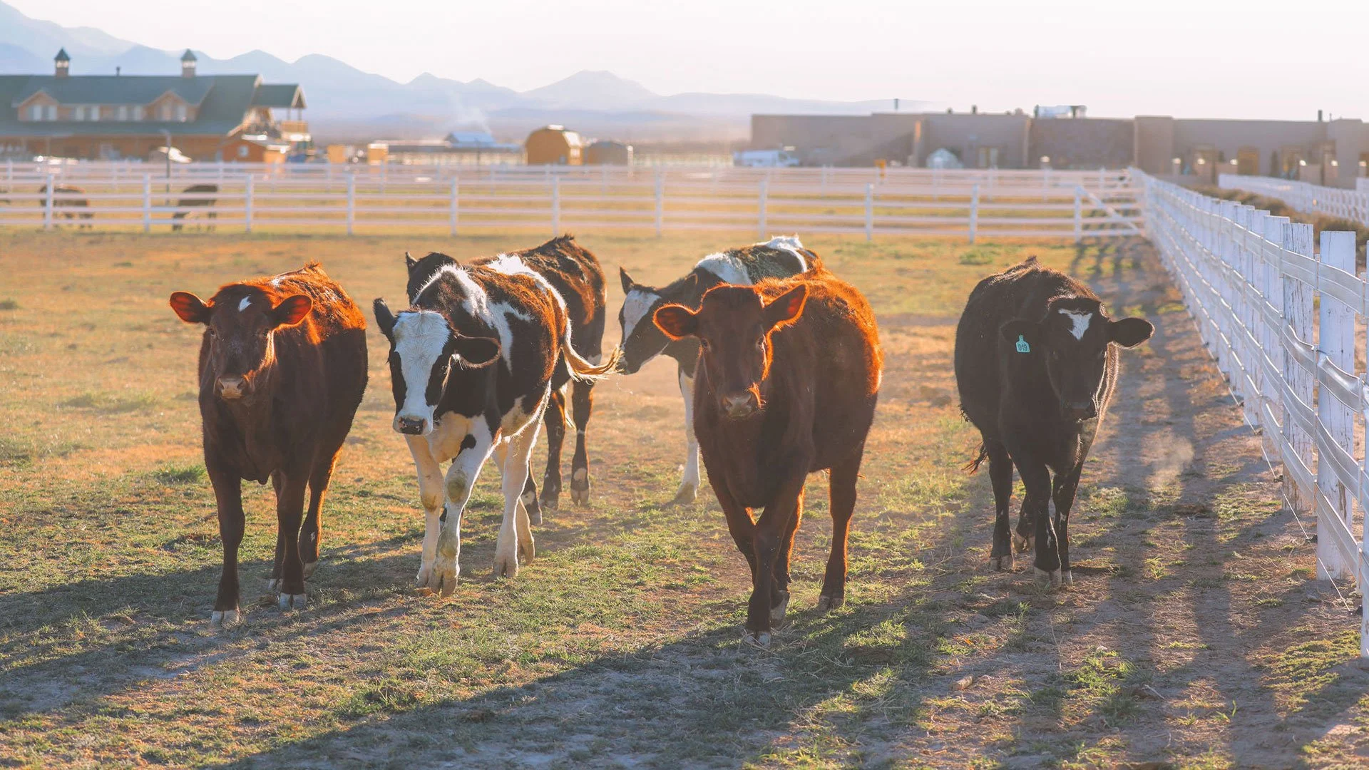 Tirrito Farm Dairy. Farm Fresh Dairy Products In Willcox, Arizona