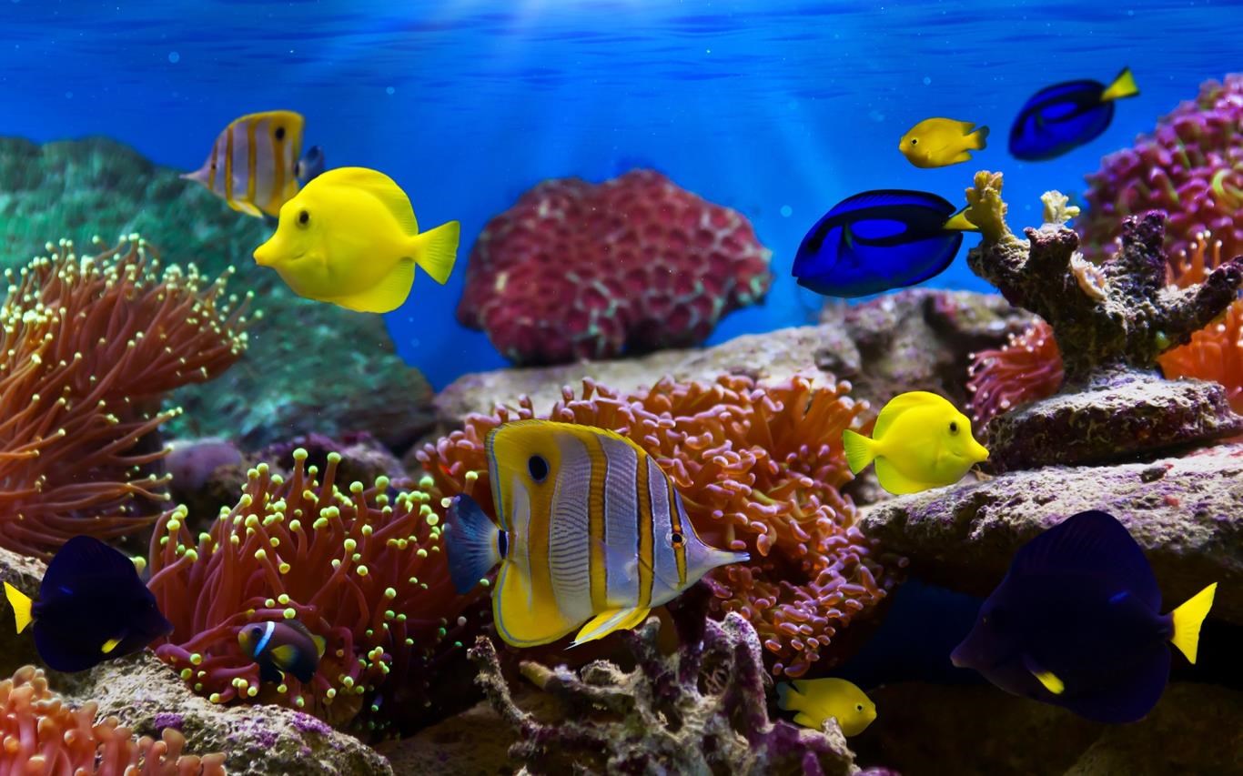 Fish and Corals download and install on Windows