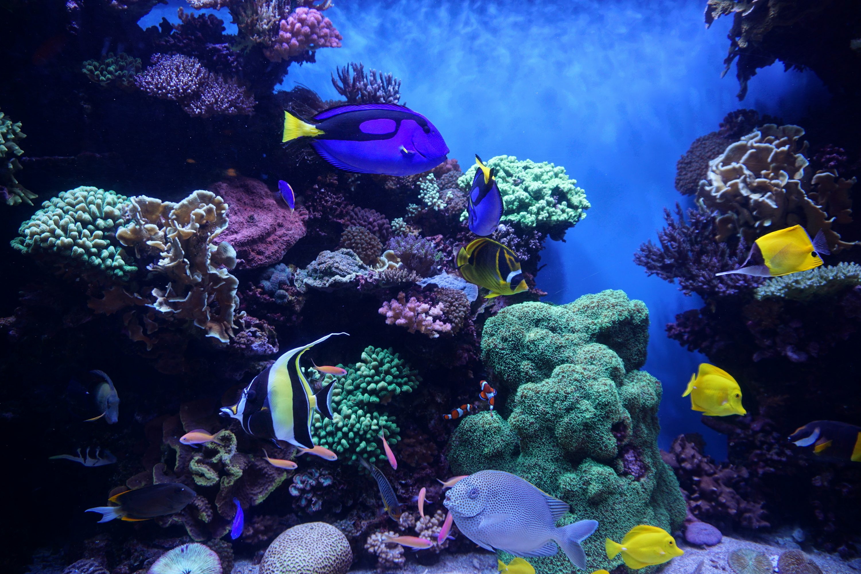Best Coral Reef Fish Picture [HD]. Download Free Image