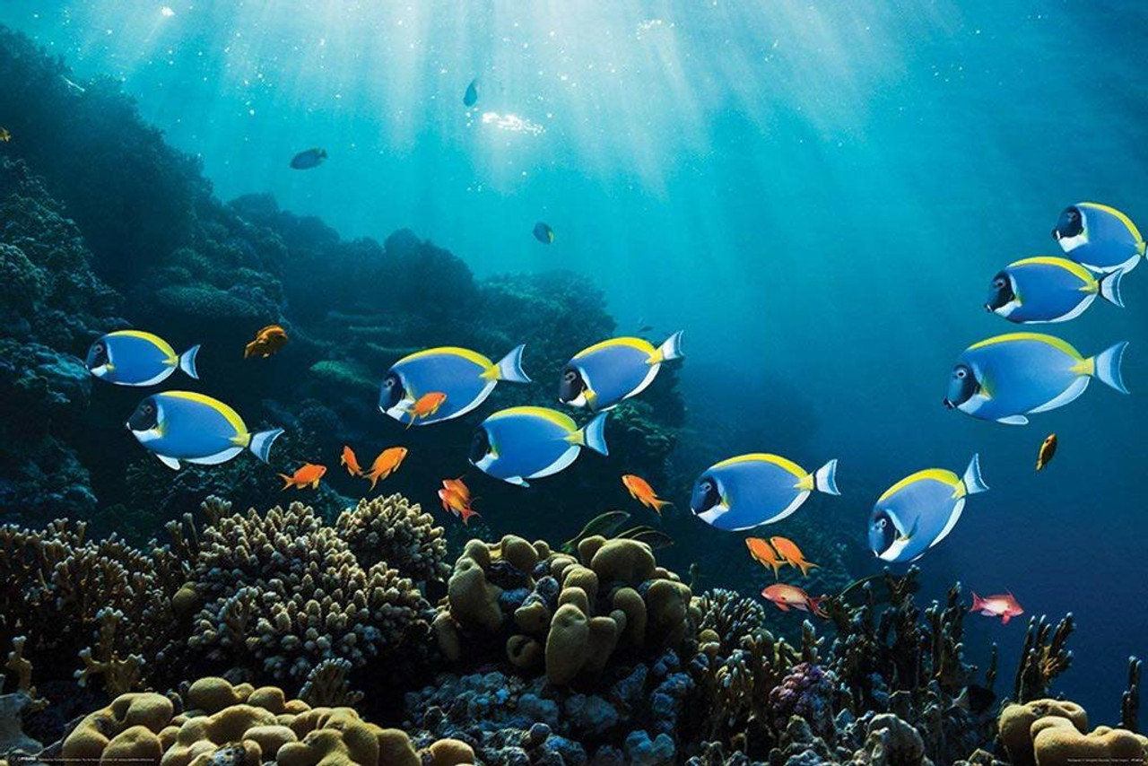 Tropical Fish Coral Reef Scenery Surgeon Fish Goldies Underwater Photo Cool Wall Art Print Poster 36x24