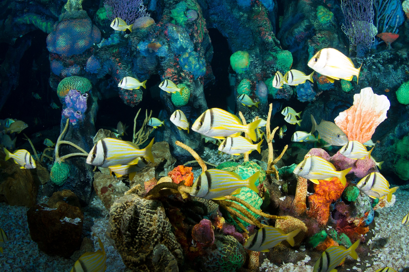 Reef Fish. Disney Animals. Walt Disney World Resort