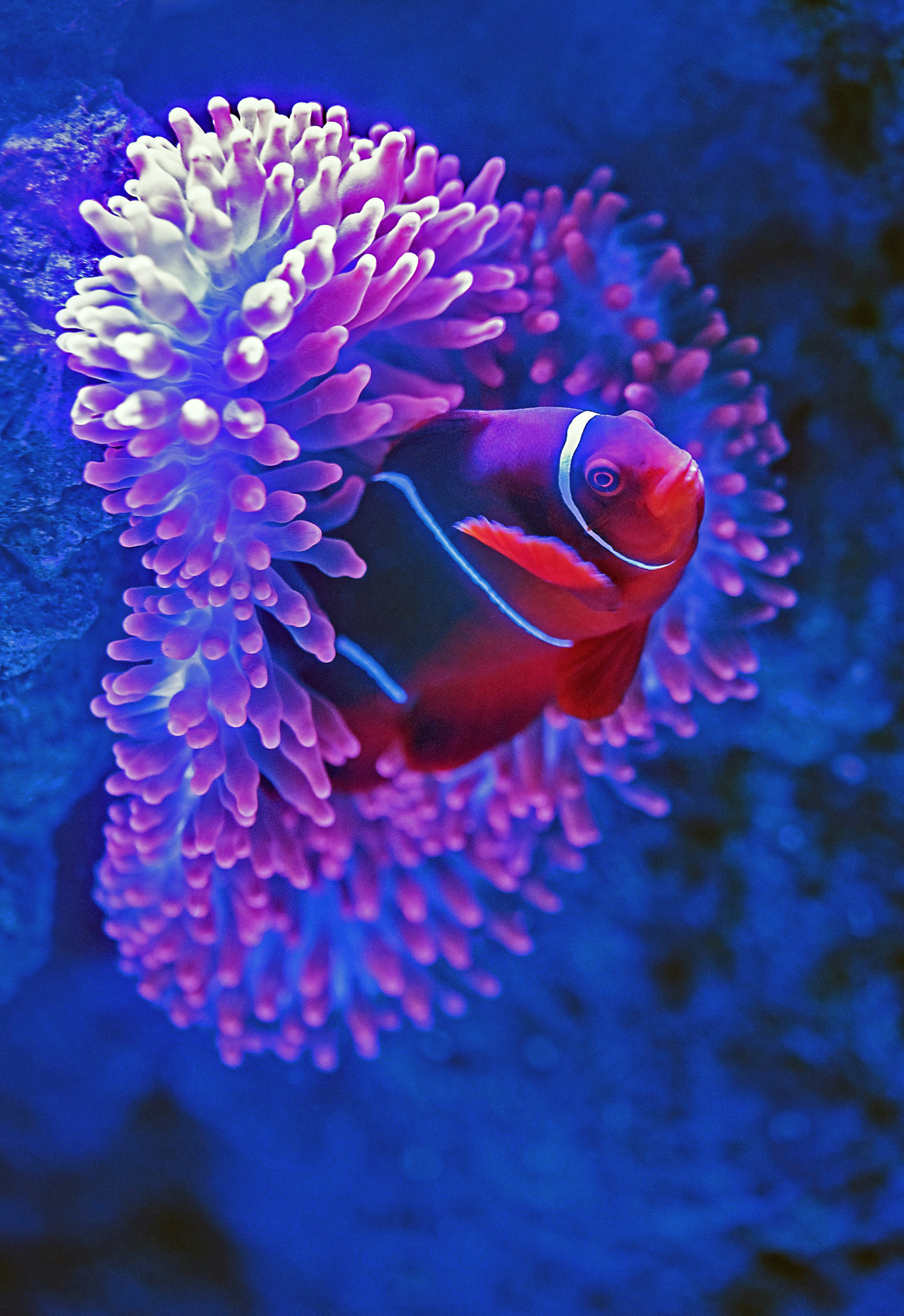 Red fish beside pink coral photo