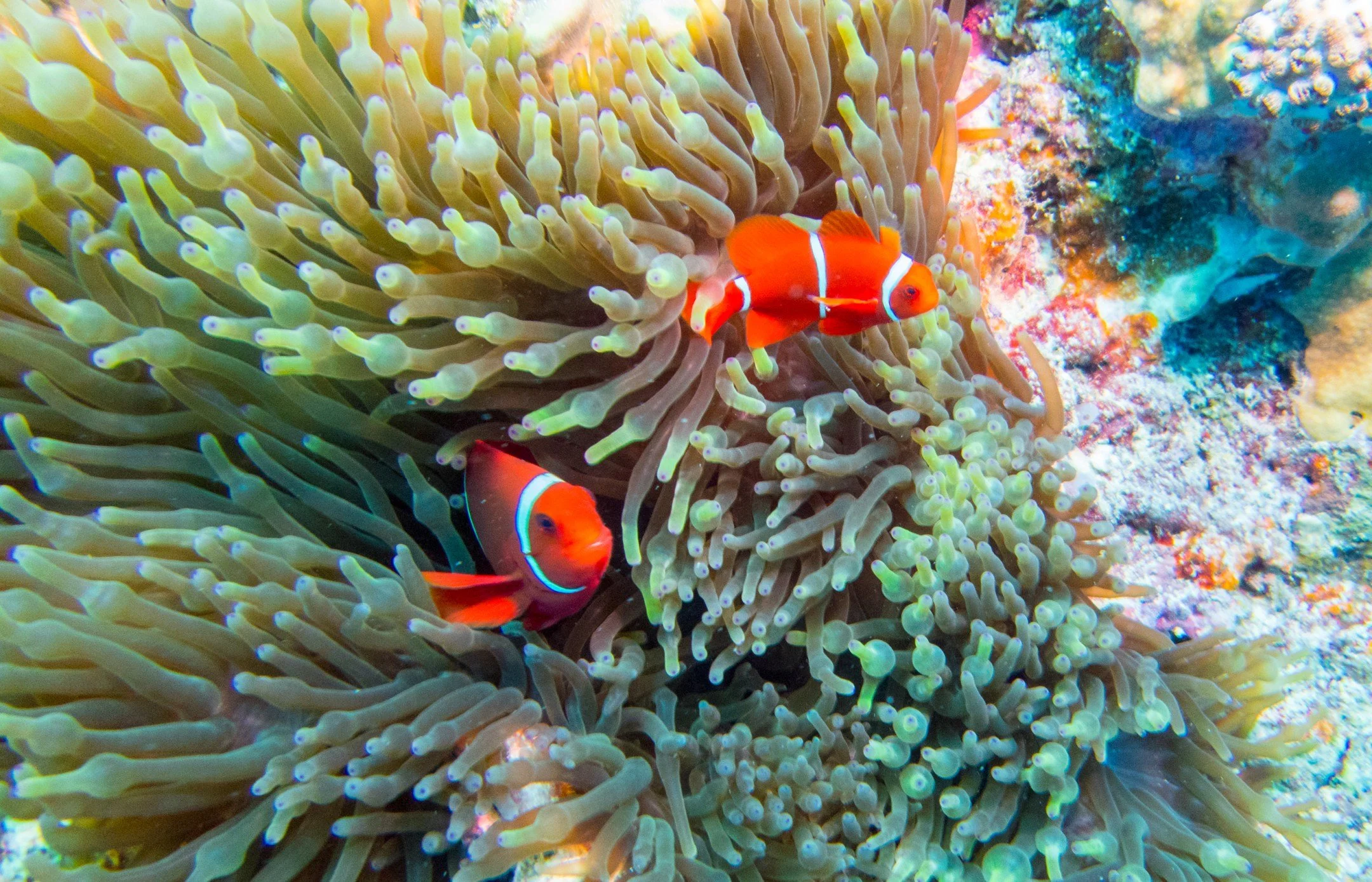 PHOTOS TO INSPIRE YOU TO VISIT AUSTRALIA'S GREAT BARRIER REEF BEFORE IT'S GONE