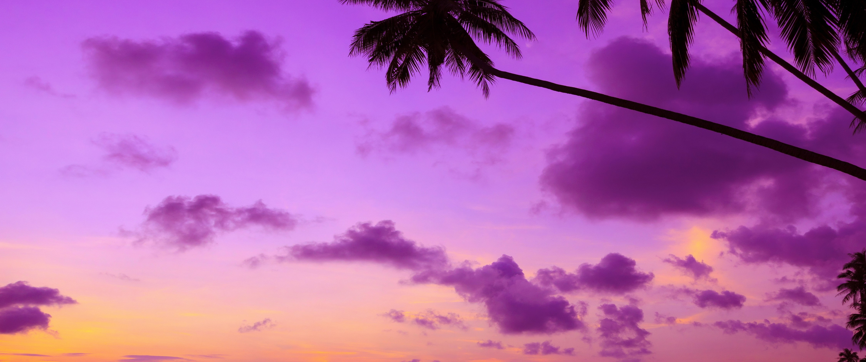 Purple Palm Tree UltraWide Quad HD 1440P , HD 4k Wallpaper, Image, Background, Photos and Picture