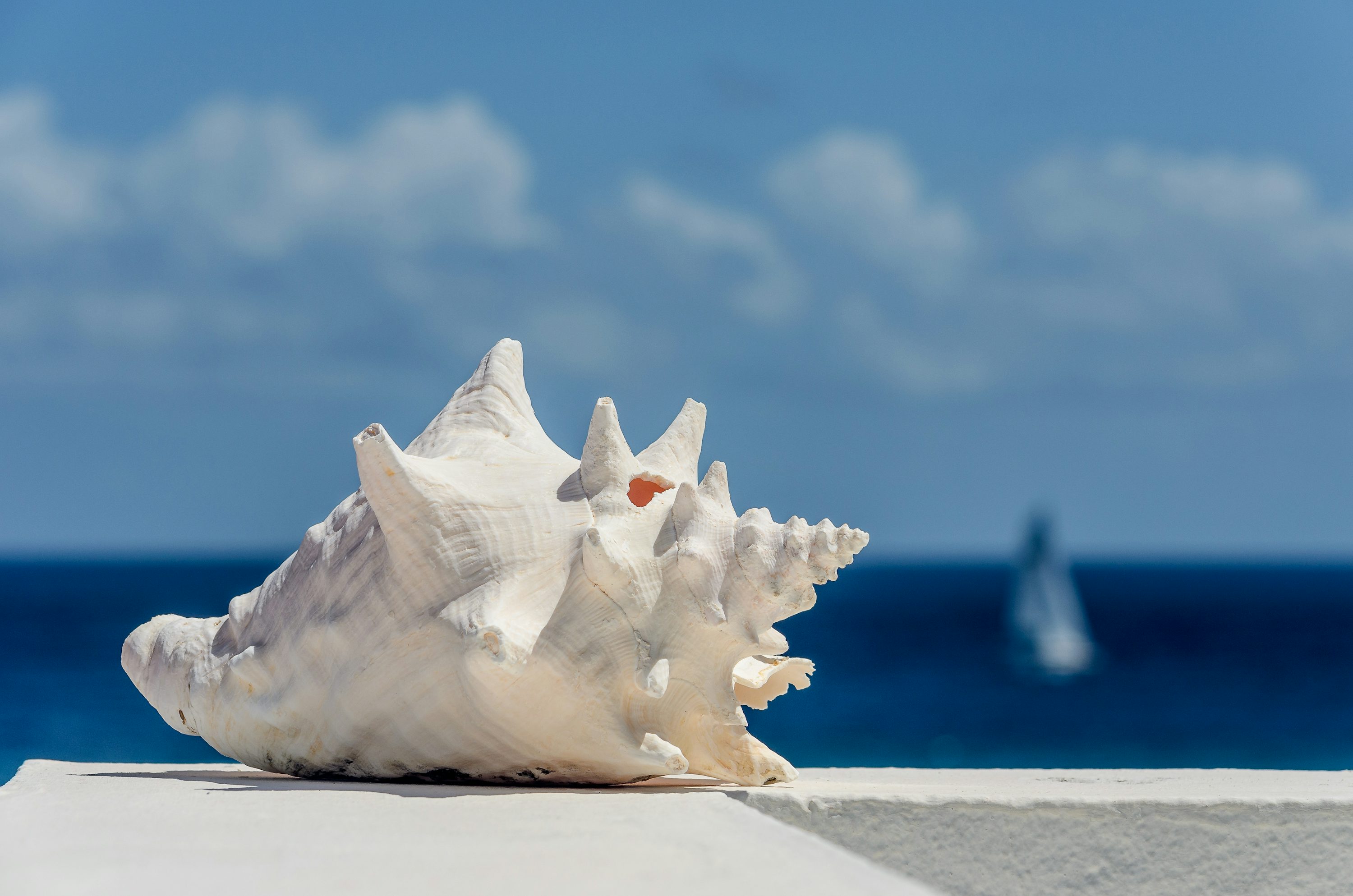 Conch Picture. Download Free Image