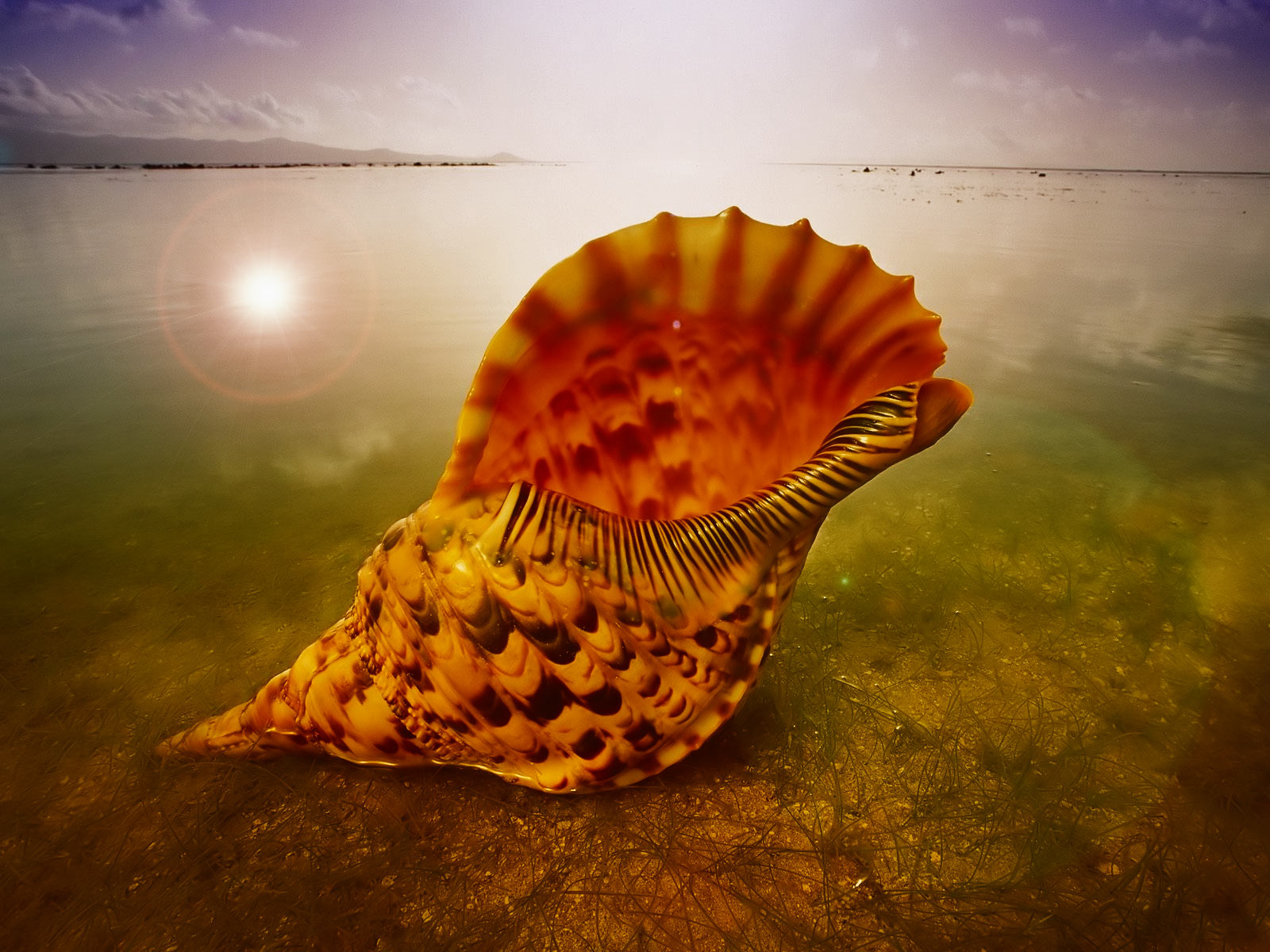 Download Beach Conch Nature Shell Wallpaper