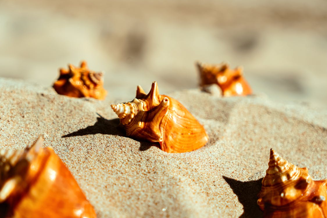 Seashells in Sand · Free