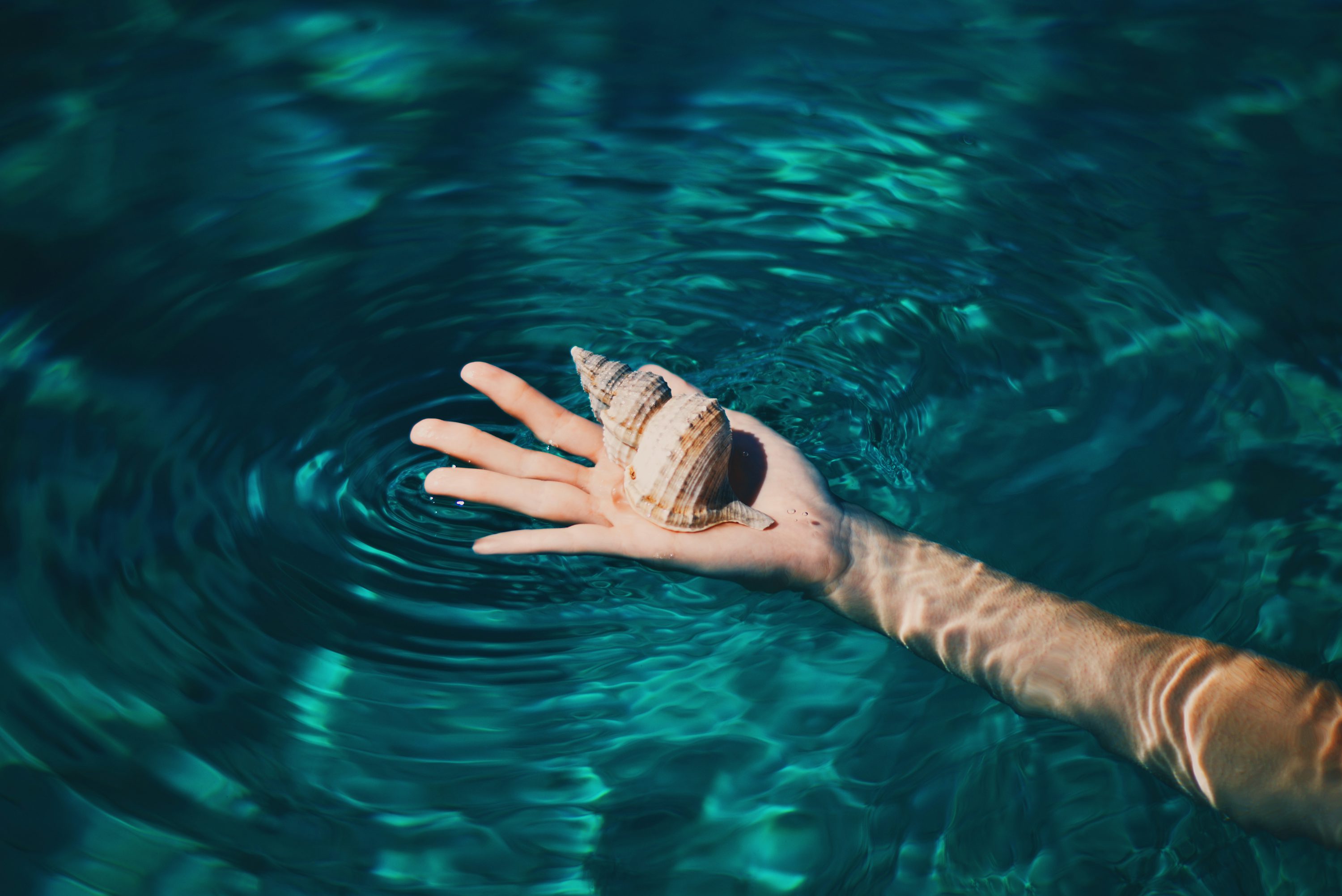 Brown conch shell on right human palm photo