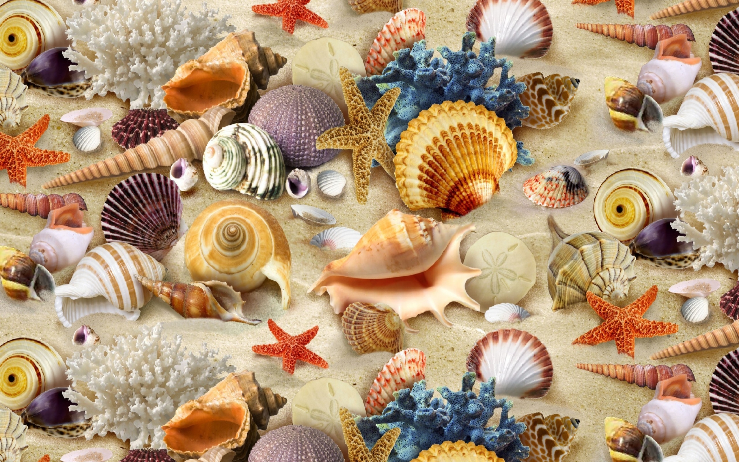 Colorful Coastal Treasures: HD Wallpaper of Shells and Starfish