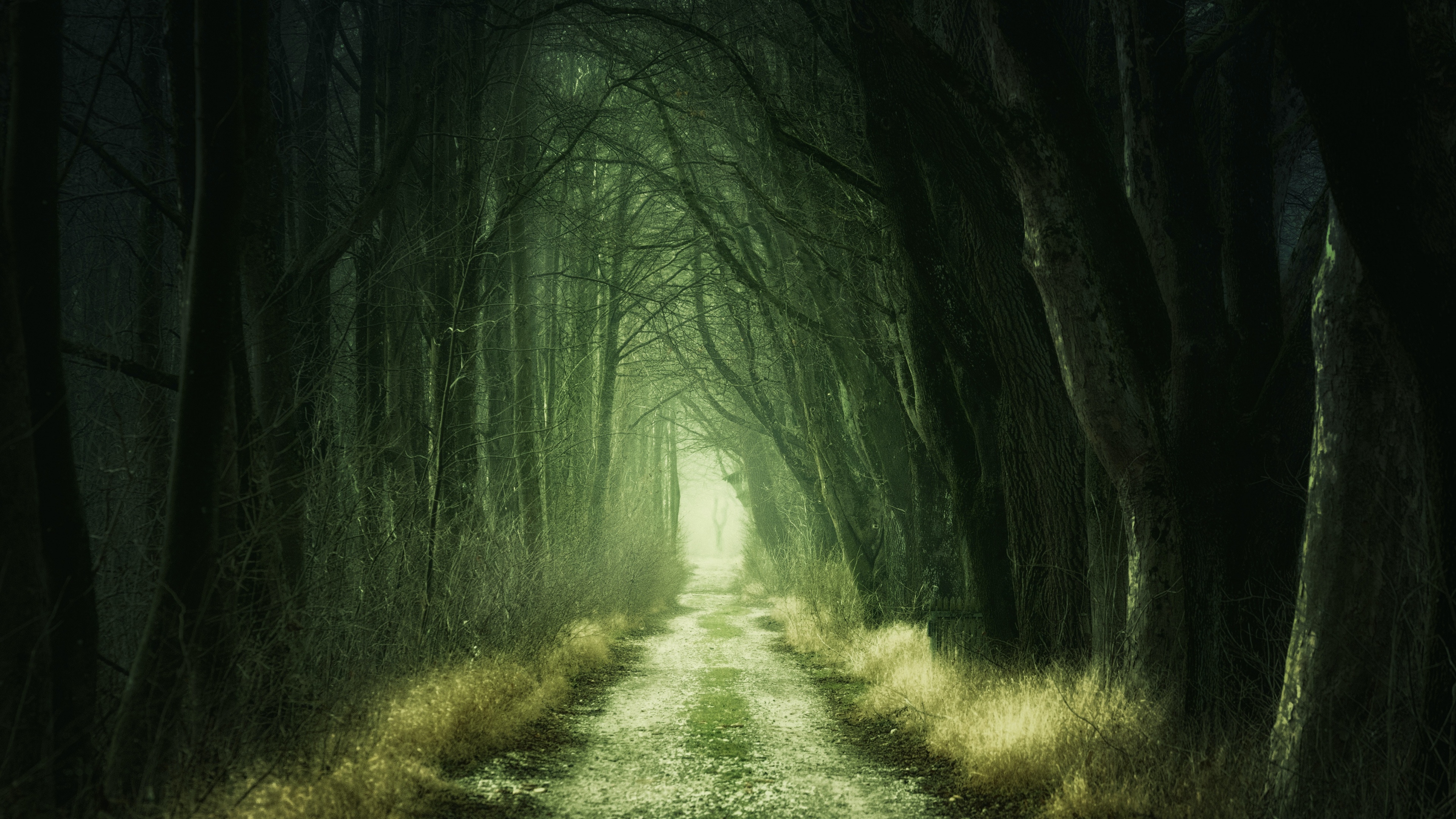 Forest Wallpaper 4K, Aesthetic, Path, Fall, Calm