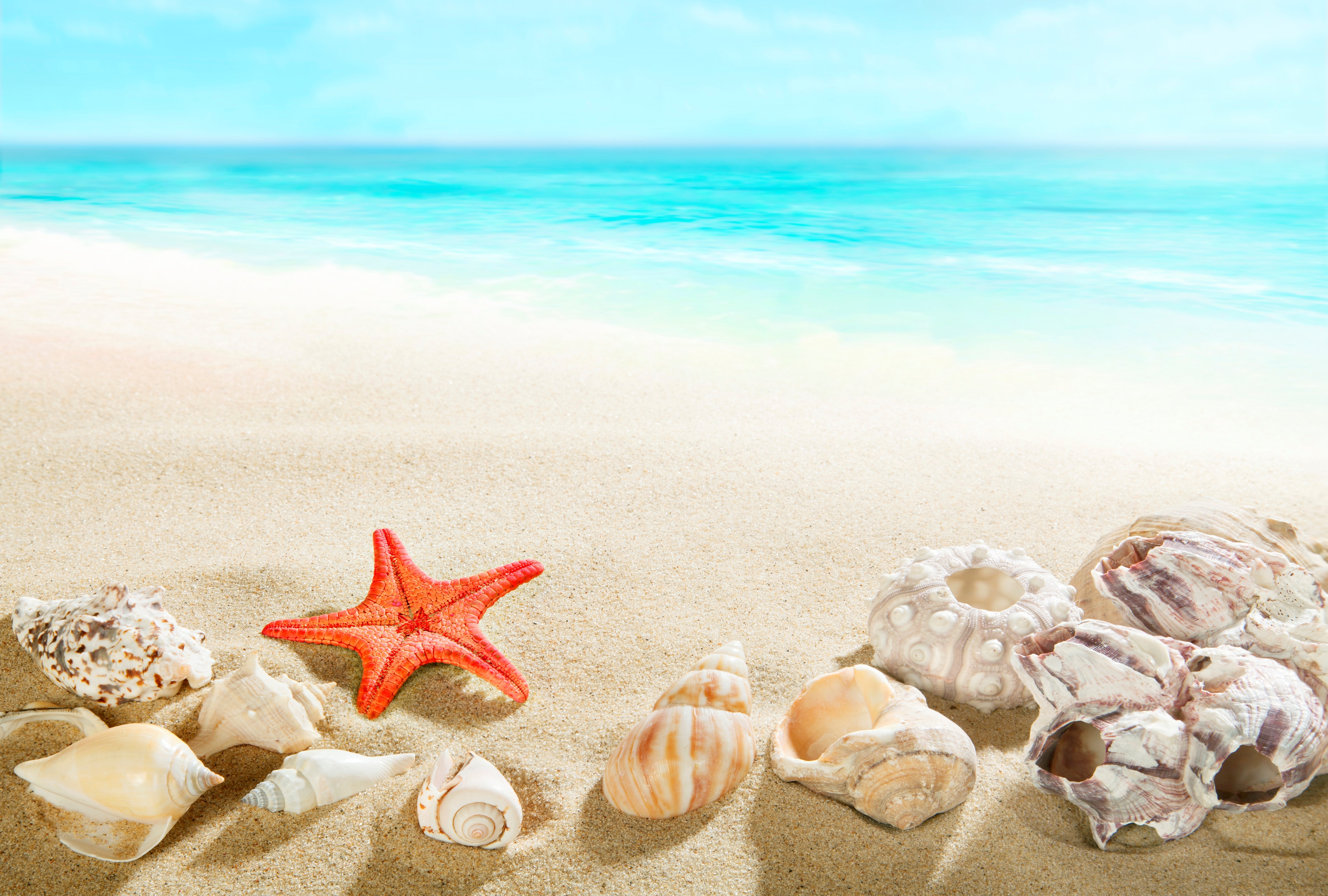 Wallpaper sand, sea, beach, shore, shell, summer, beach, sea for mobile and desktop, section природа, resolution 5185x3500
