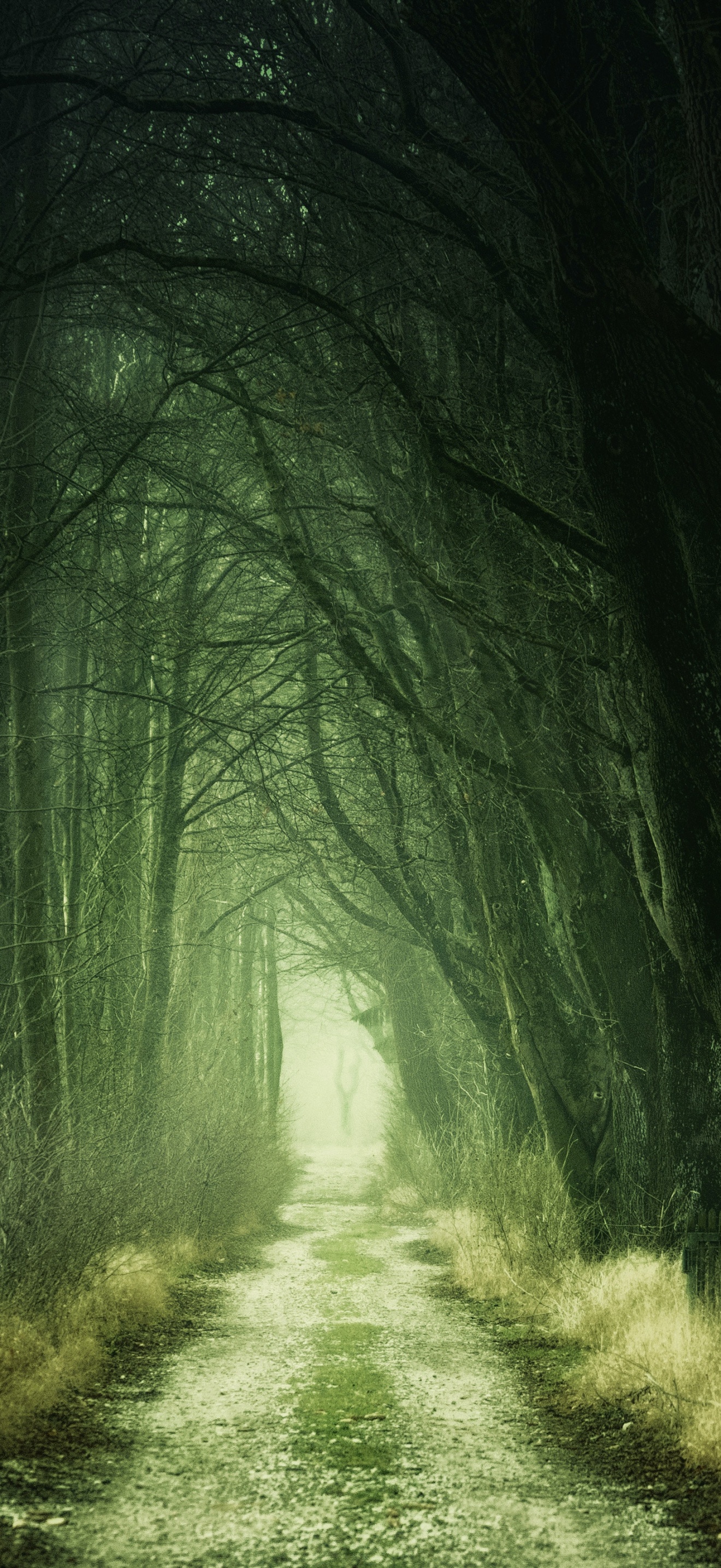 Forest Wallpaper 4K, Aesthetic, Path, Fall, Calm