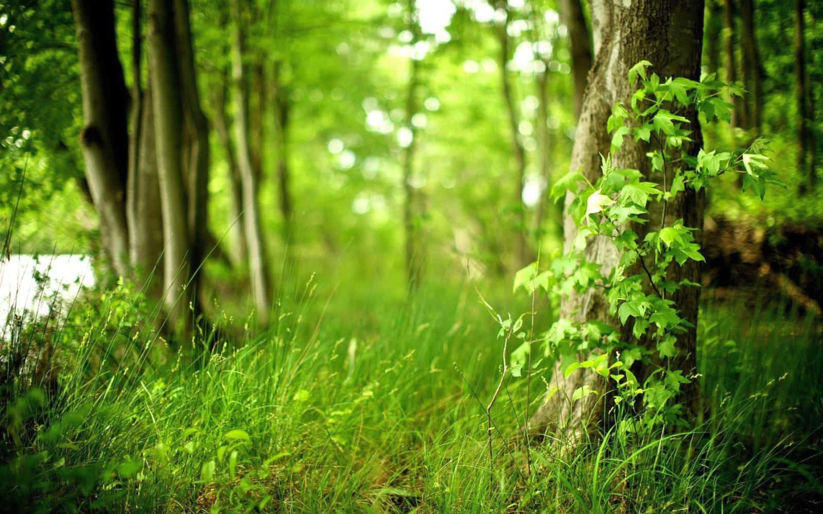 Download A calm and serene forest in warm and calming green shades Wallpaper