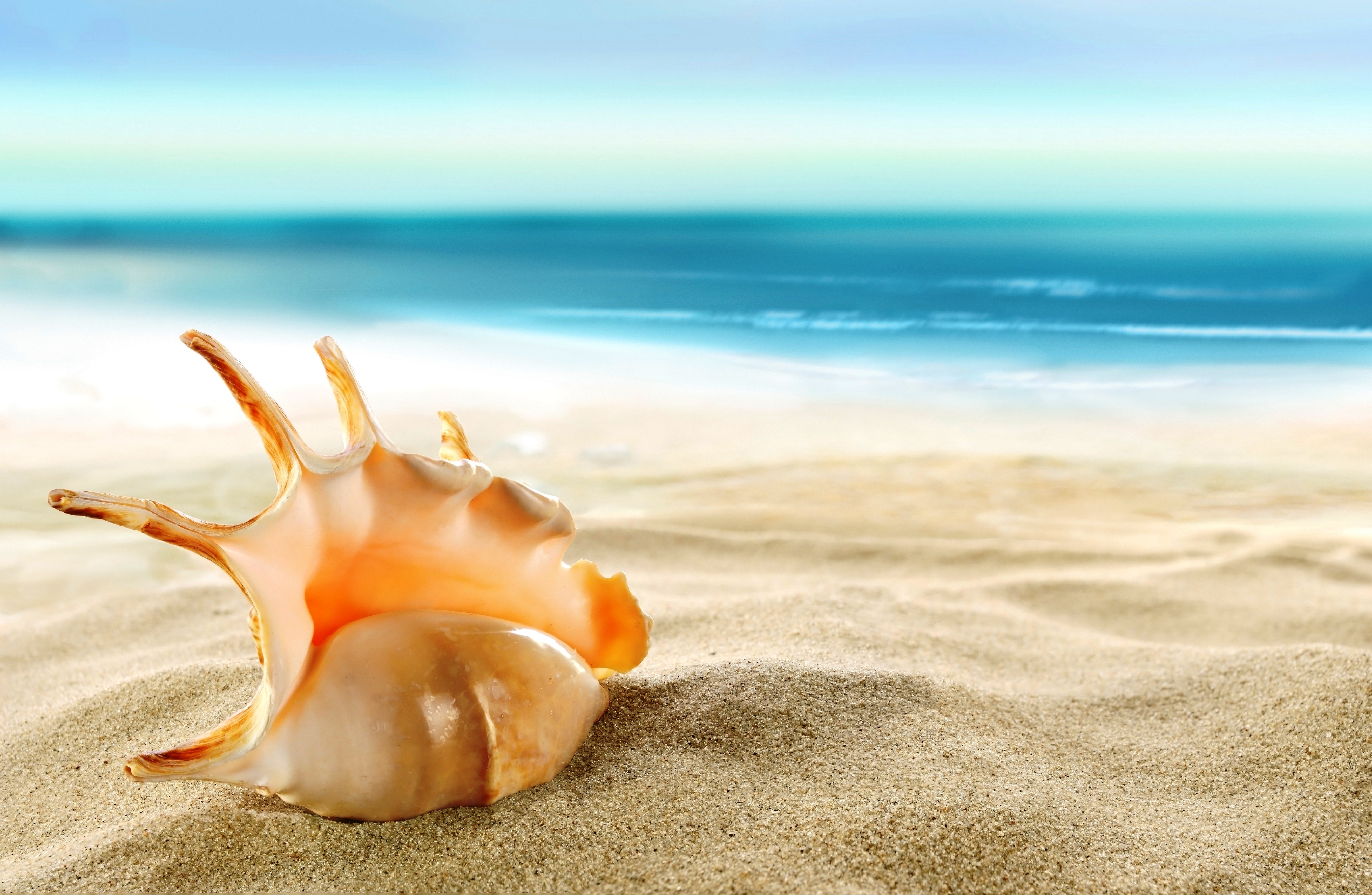 Download Nature Ocean Beach Sand Shell 4k Ultra HD Wallpaper