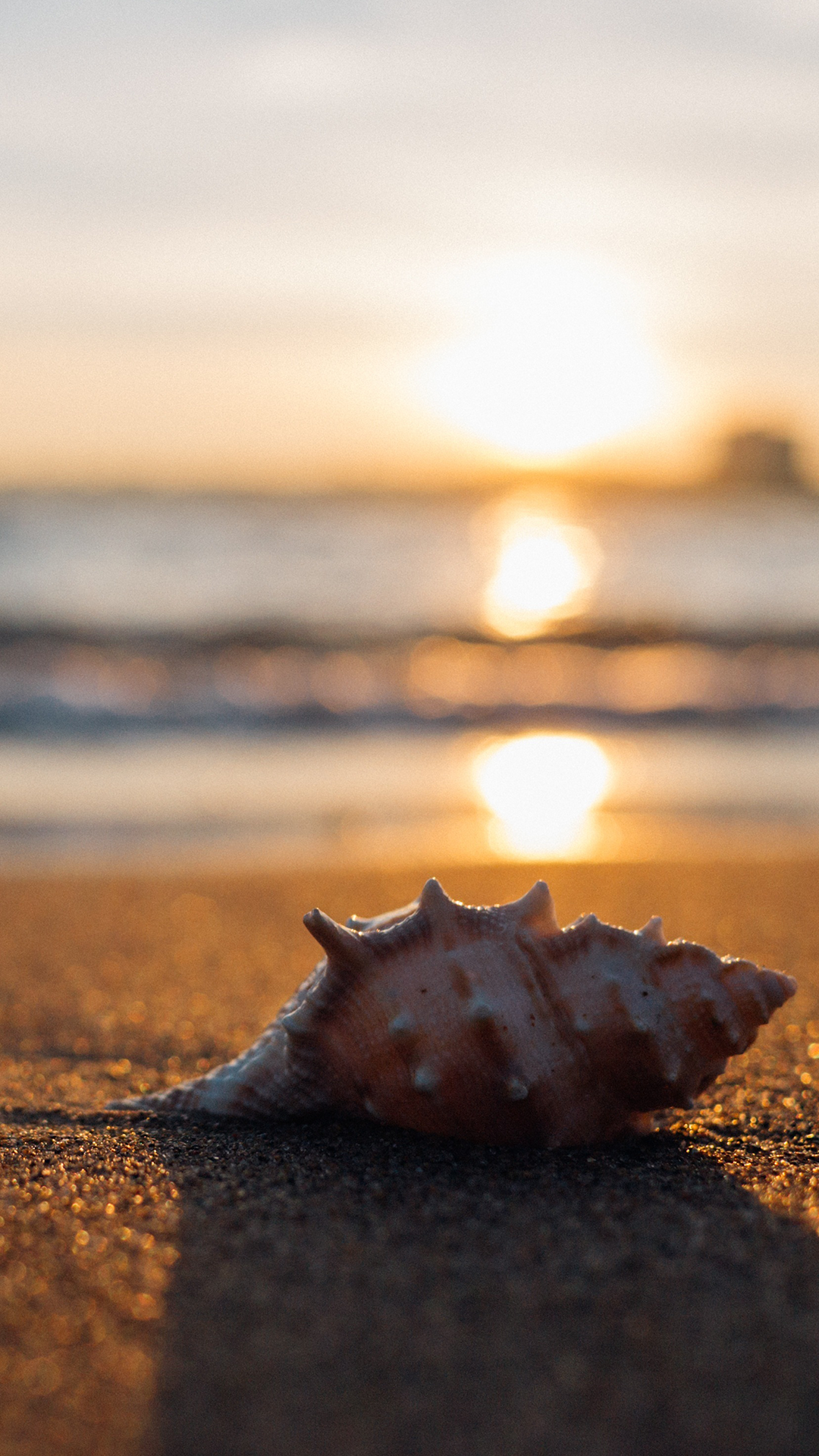 Sea Shell Beautiful Home Screen Wallpaper
