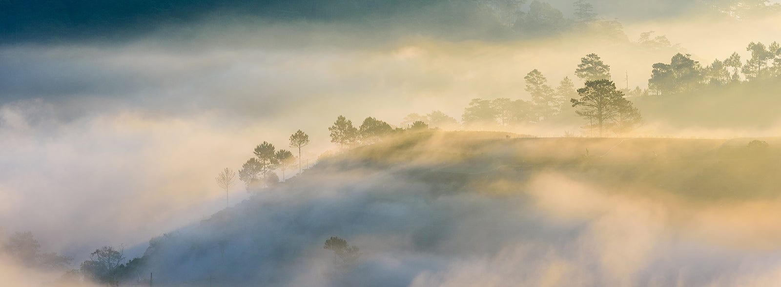 In The Calm Forest Wallpaper