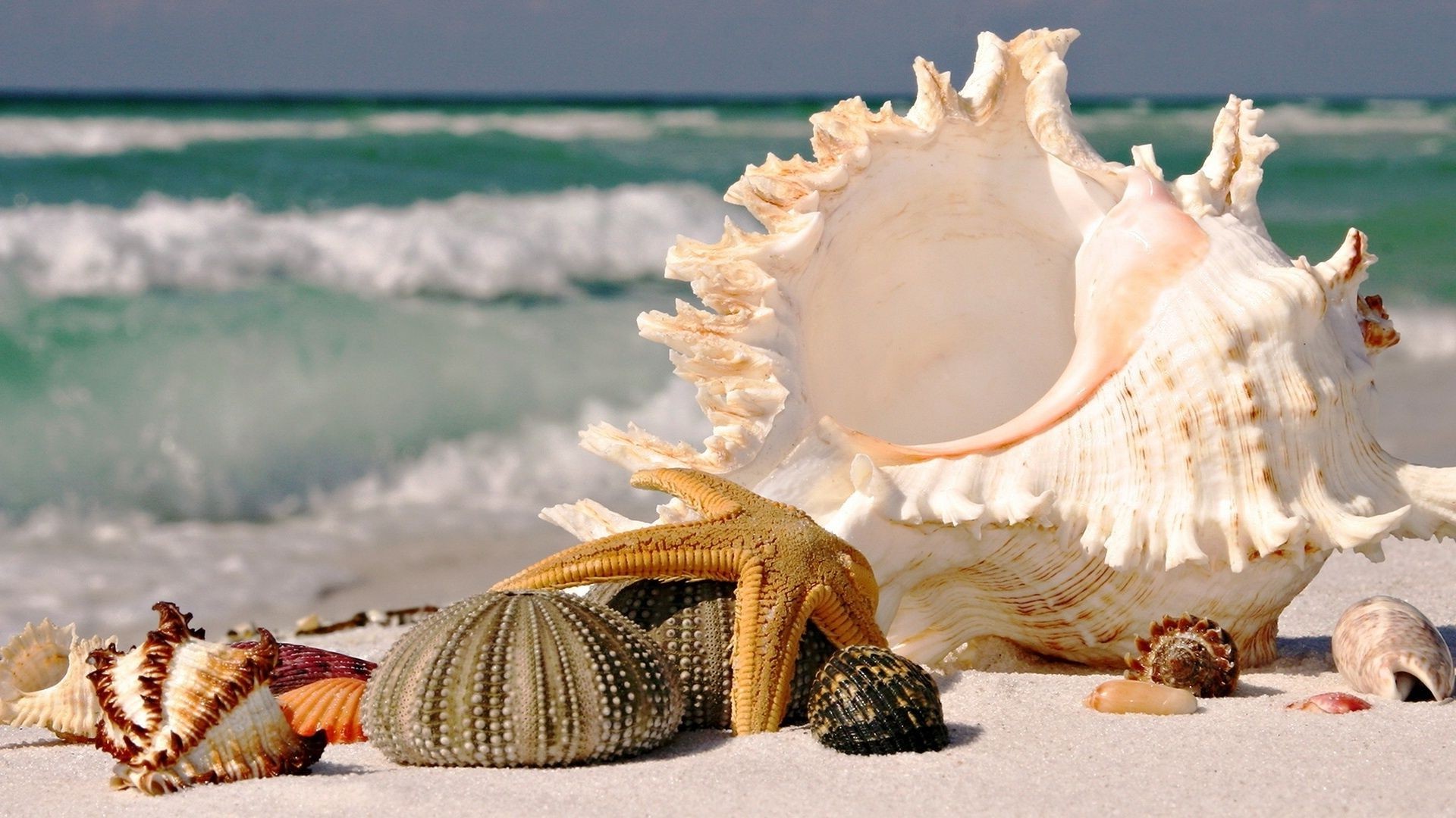 Seashells on the sand. Sea view