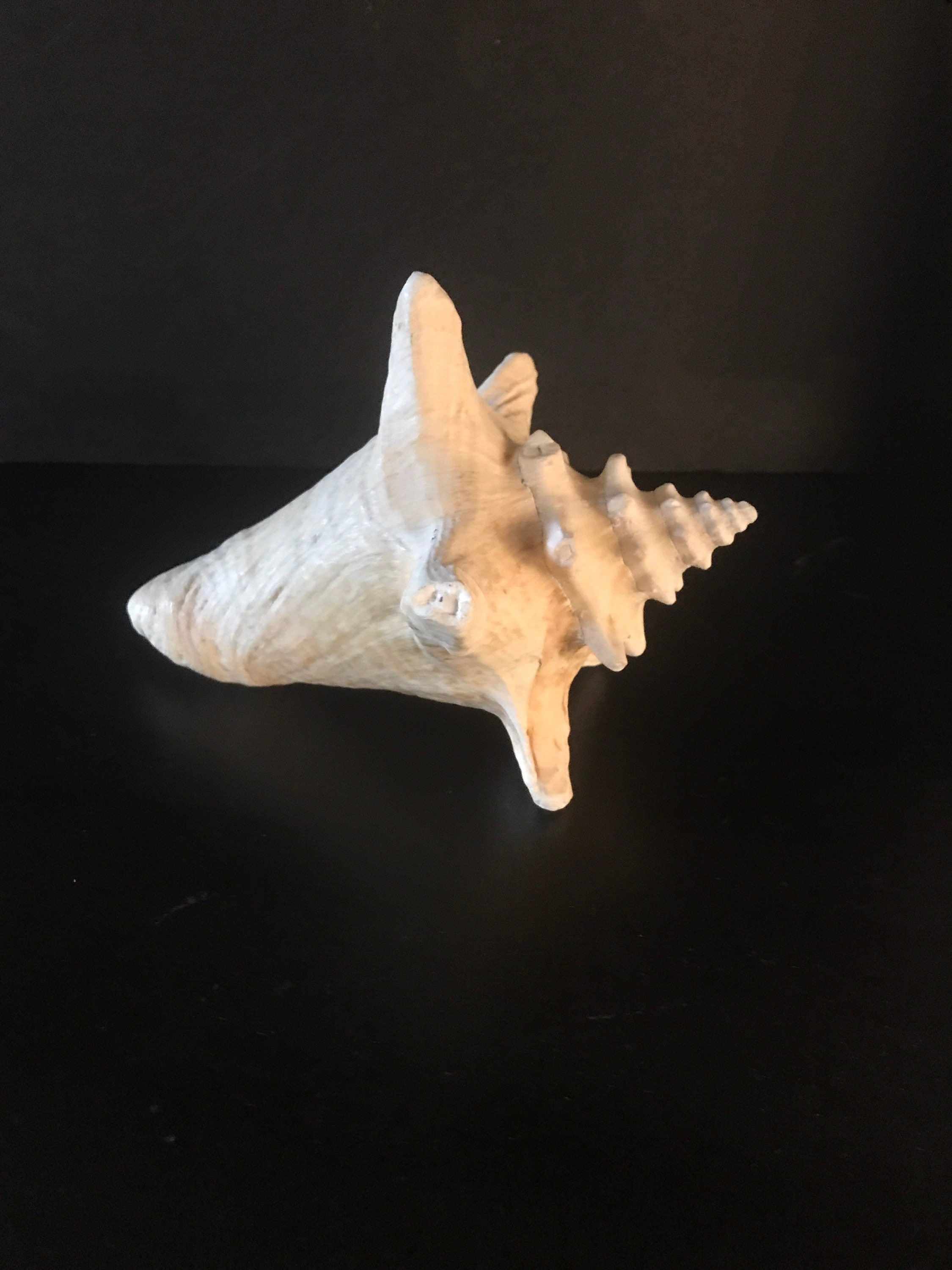 Conch Shell, Sea Shell, Vintage Conch, Beach Decor, Ocean Find, Vintage Sea Shell, 2000