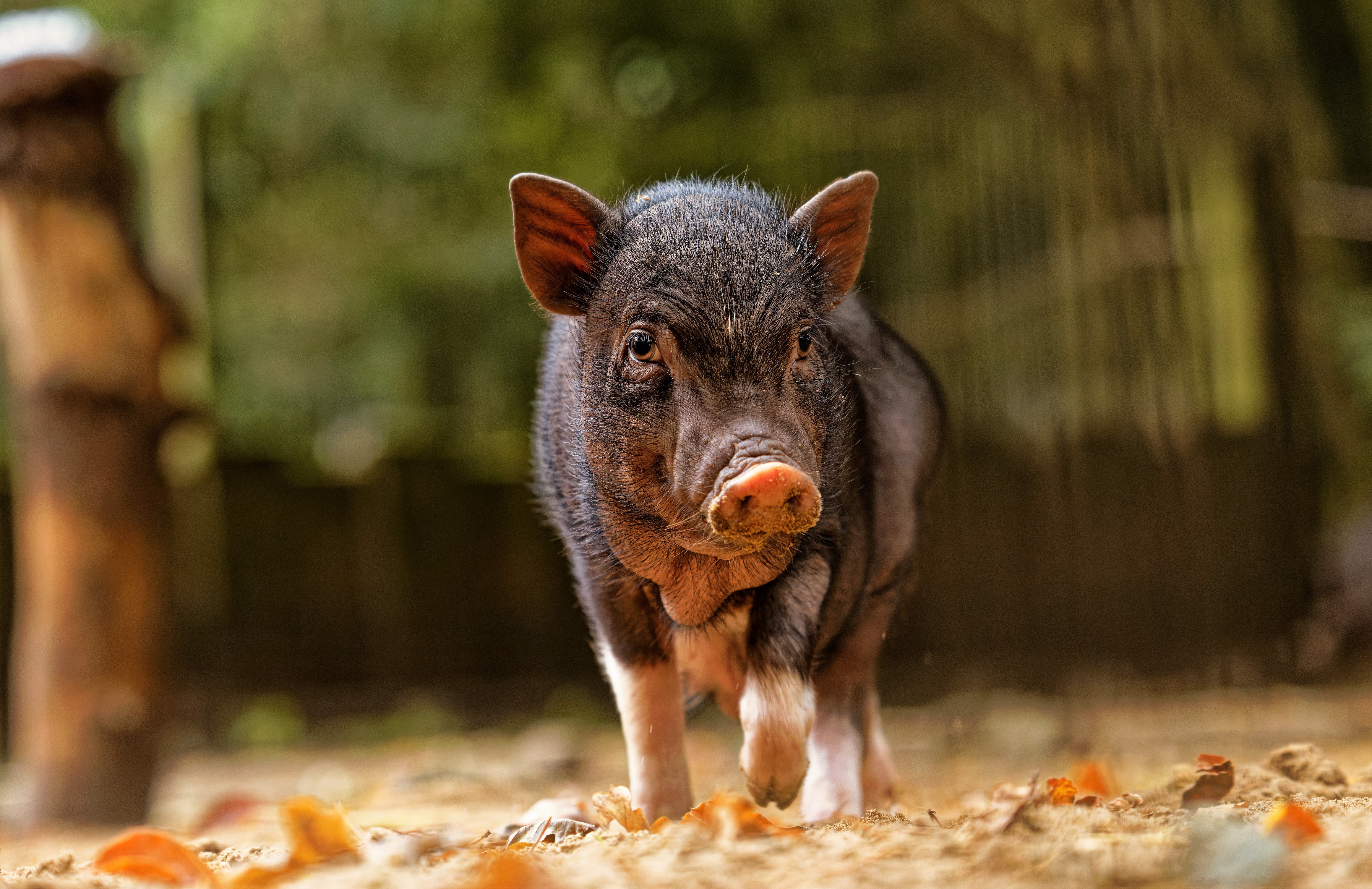 Download Animal Pig 4k Ultra HD Wallpaper