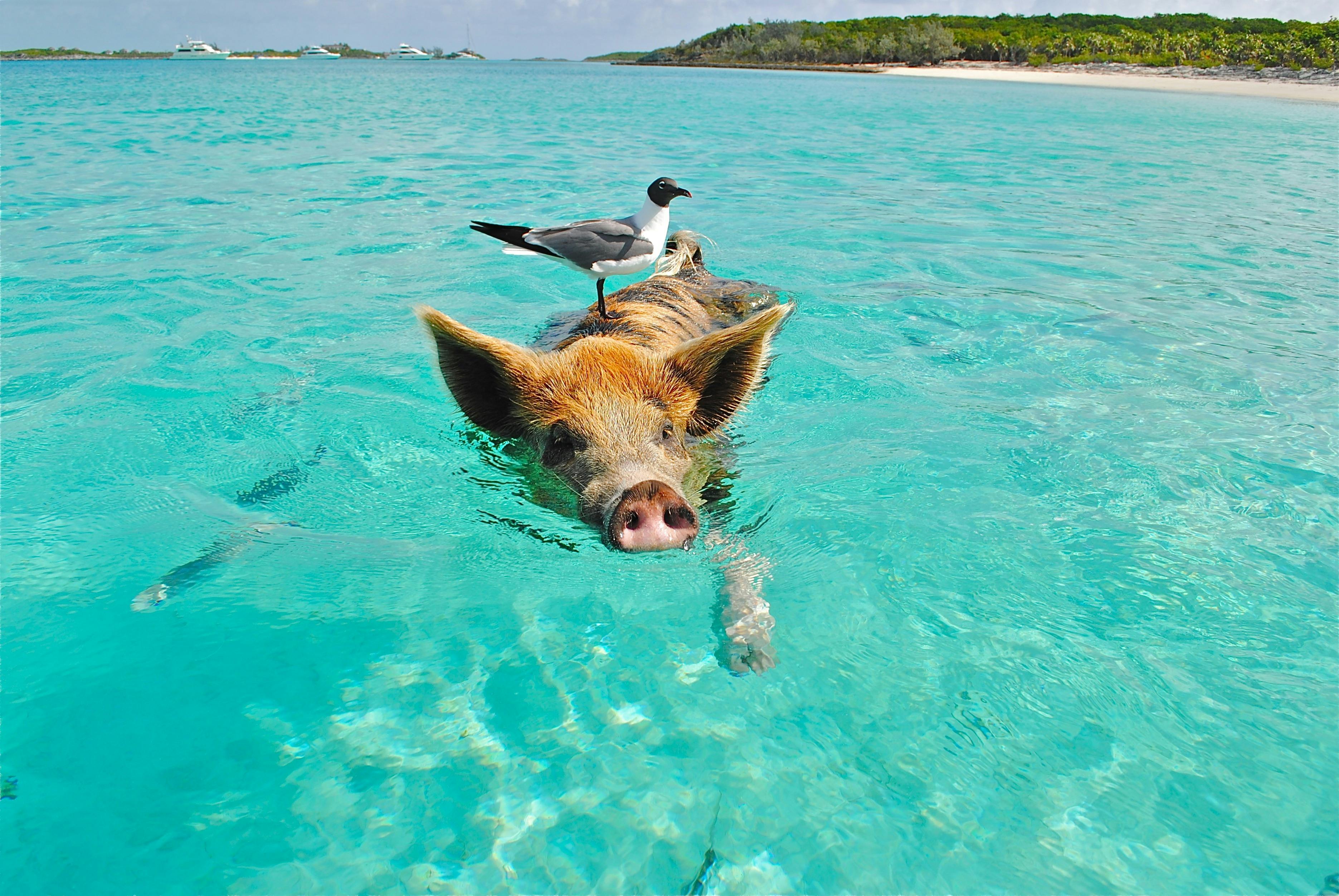 White and Gray Bird on the Bag of Brown and Black Pig Swimming on the Beach during Daytime · Free