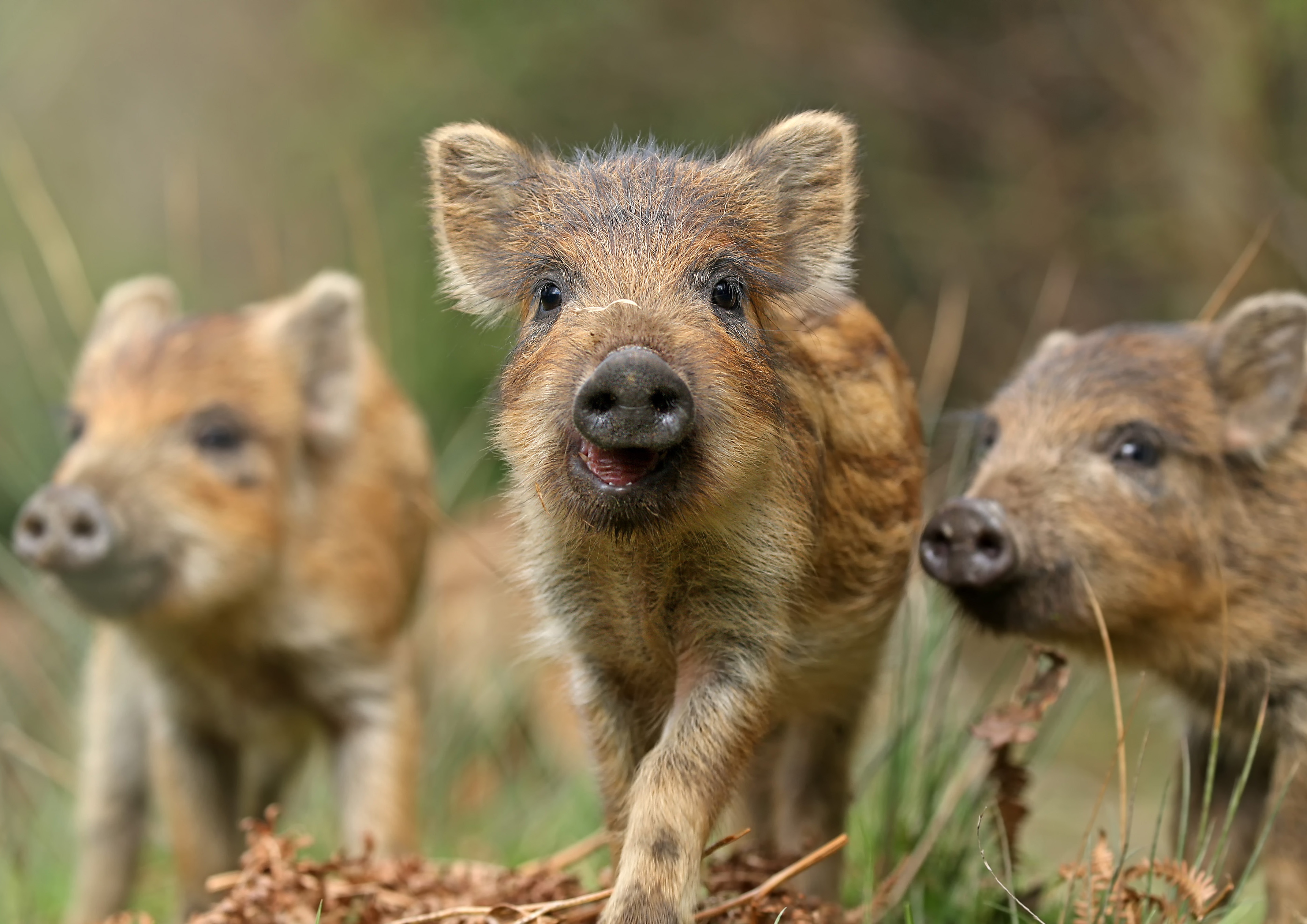 Adorable Boar Piglets in Stunning 4K Ultra HD Wallpaper