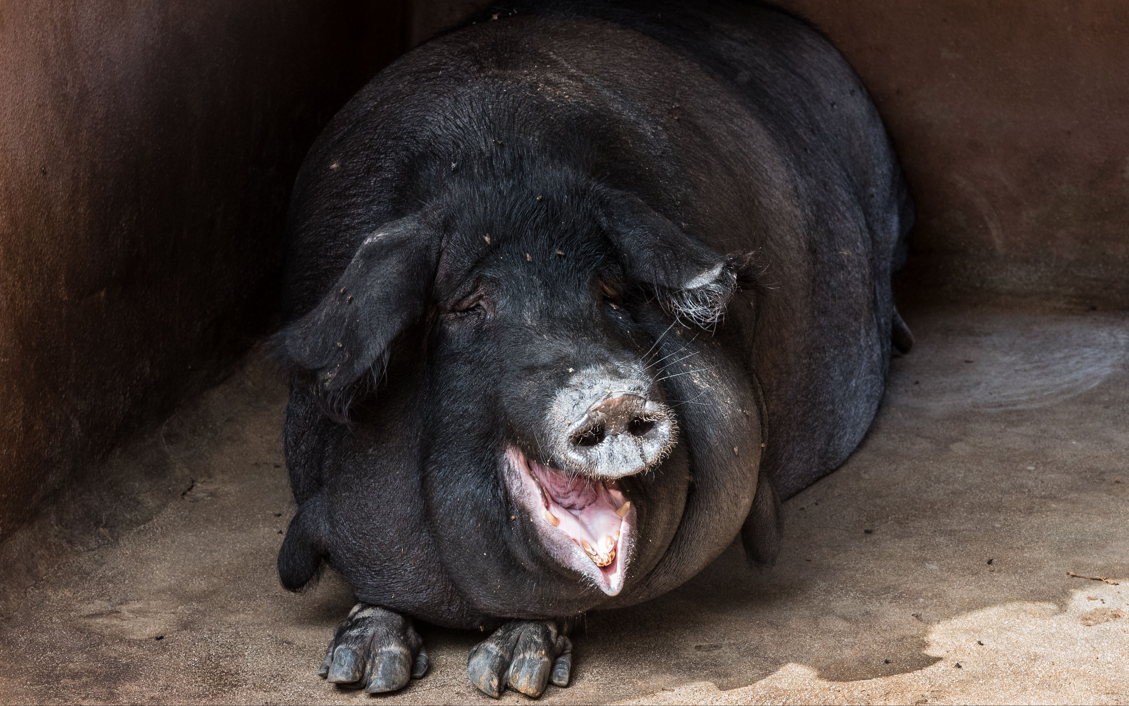 Download wallpaper 3840x2400 pig, fat, muzzle, funny 4k ultra HD 16:10 HD background