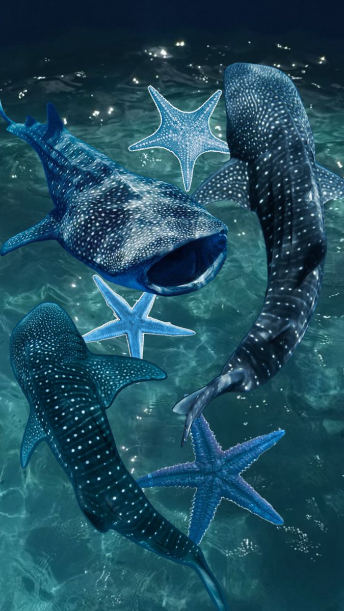 whale shark starfish. Shark picture, Whale shark, Sea life wallpaper