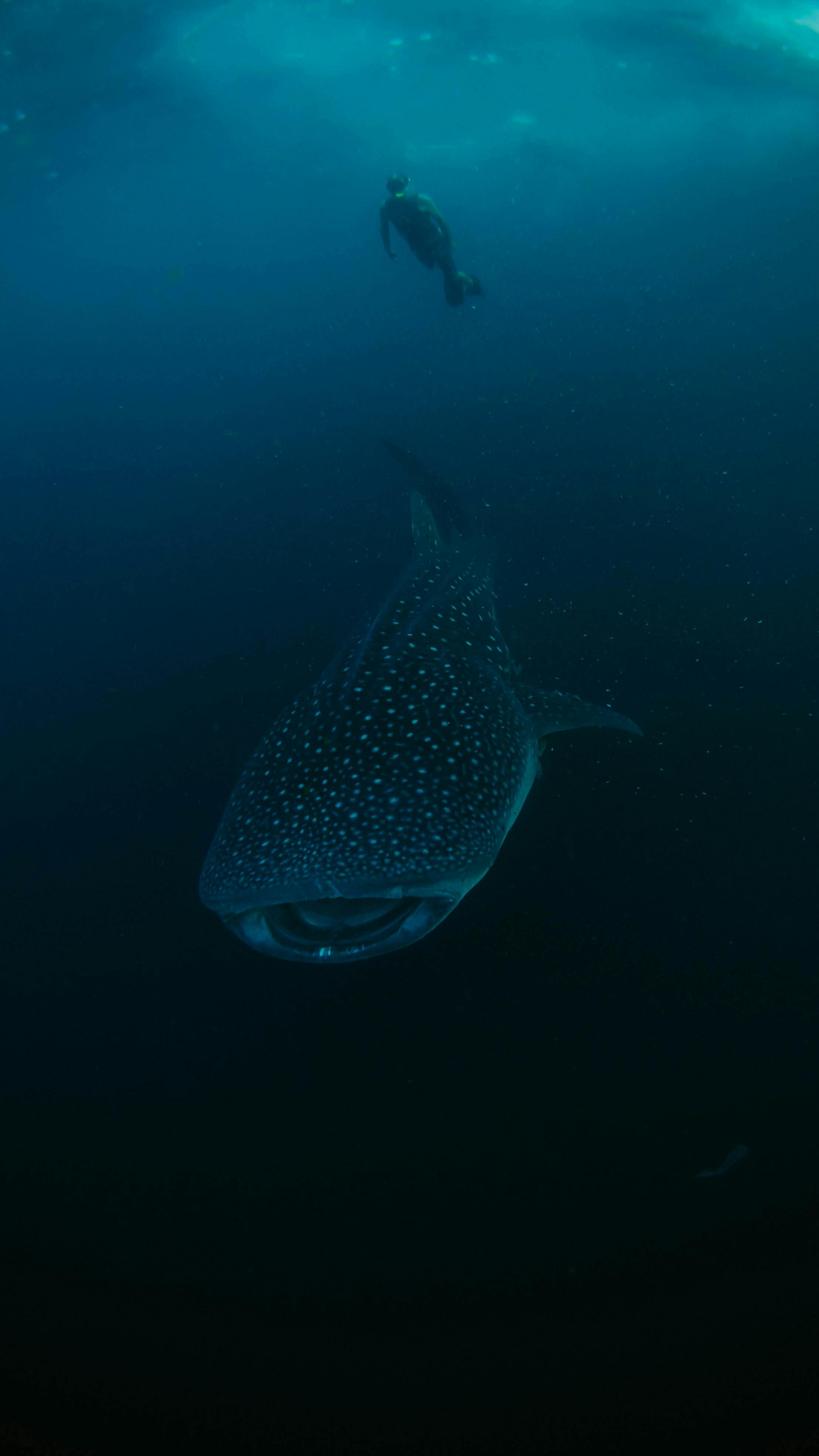 Stunning Underwater View of a Whale Shark in West Papua · Free