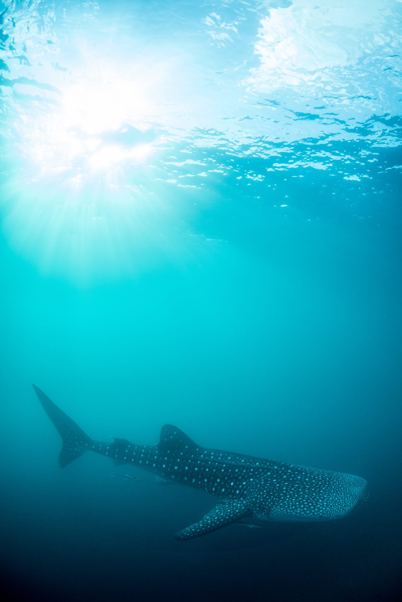 Whale Shark Our Seas Foundation