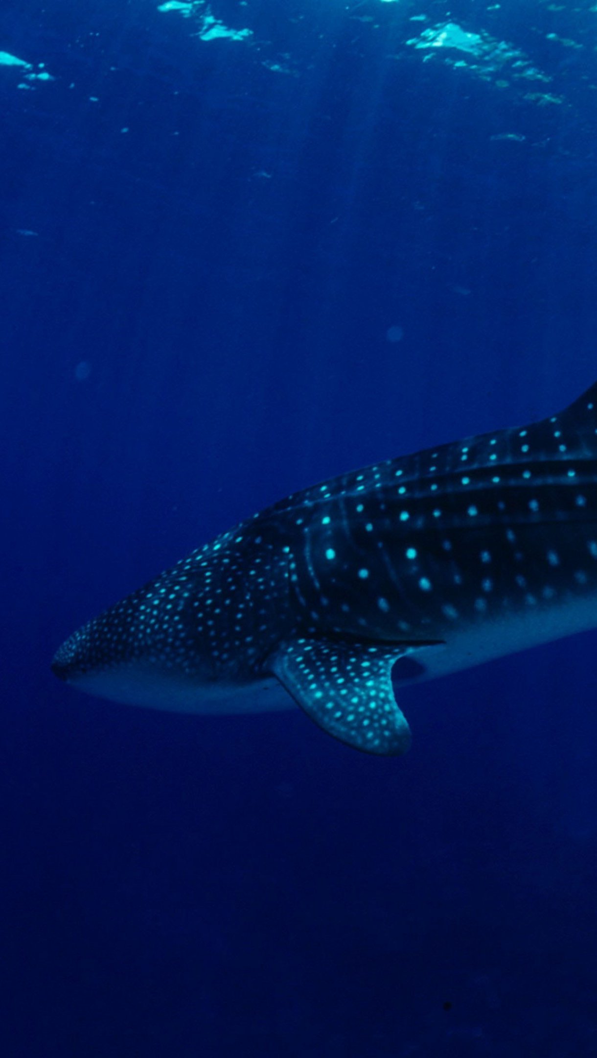 Whale Shark Wallpaper 4k for iPhone and Mobile Phone