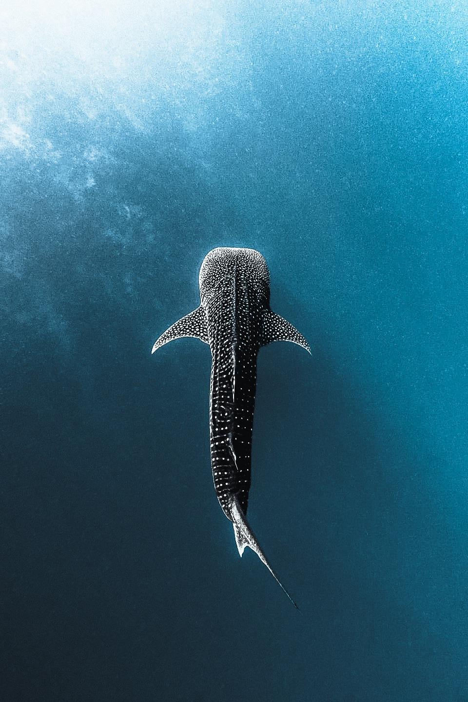 Whale Shark with a7IV