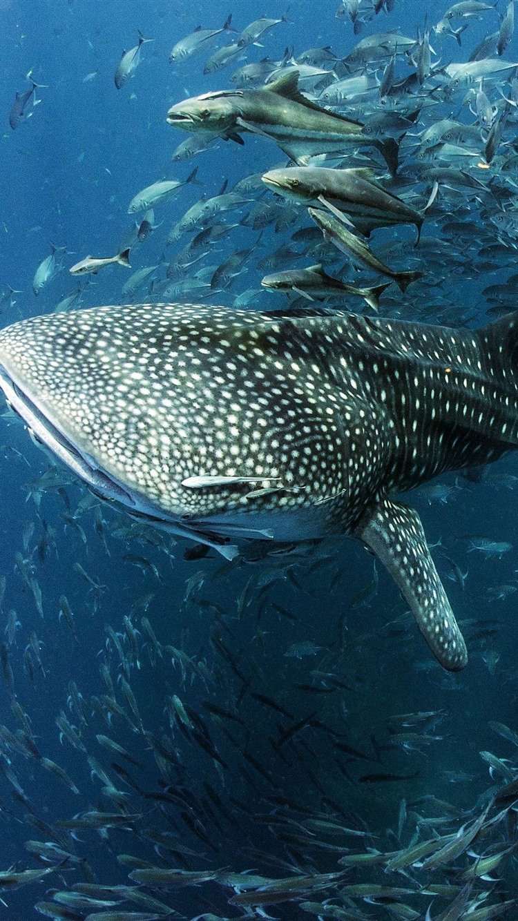 Whale Shark, Fish, Sea, Underwater 750x1334 IPhone 8 7 6 6S Wallpaper, Background, Picture, Image
