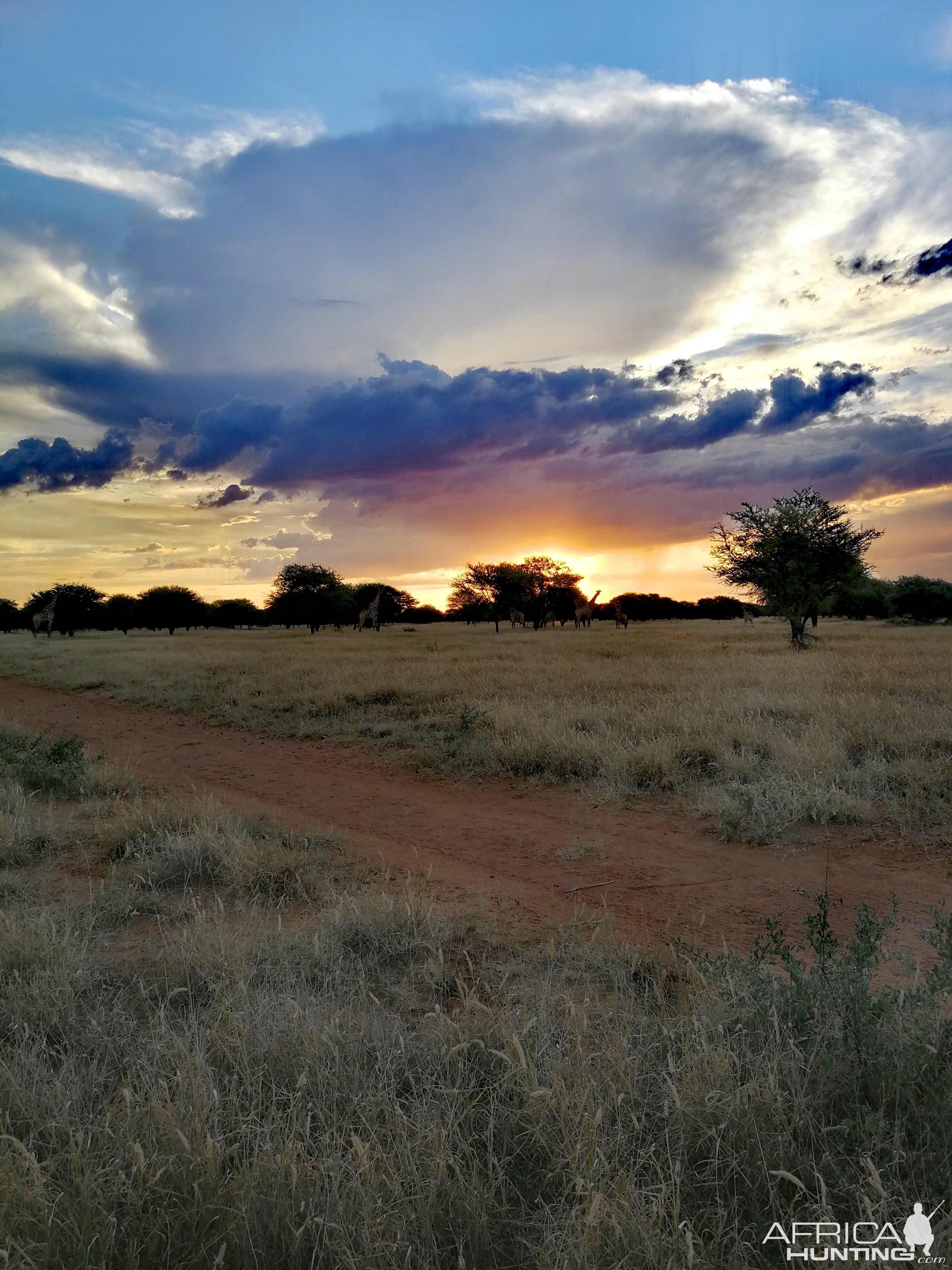 South African Sunset with Giraffe in the background