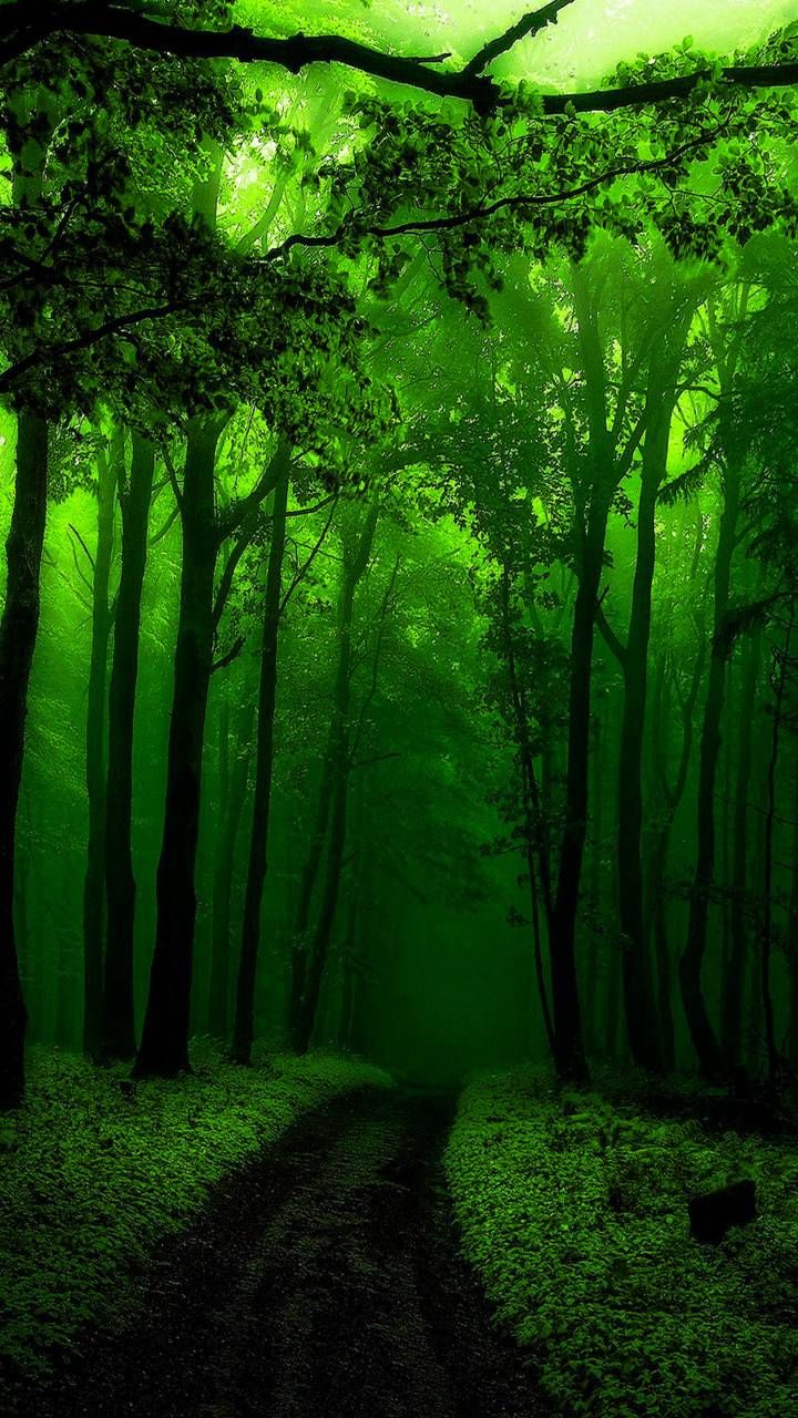Green forest wallpaper