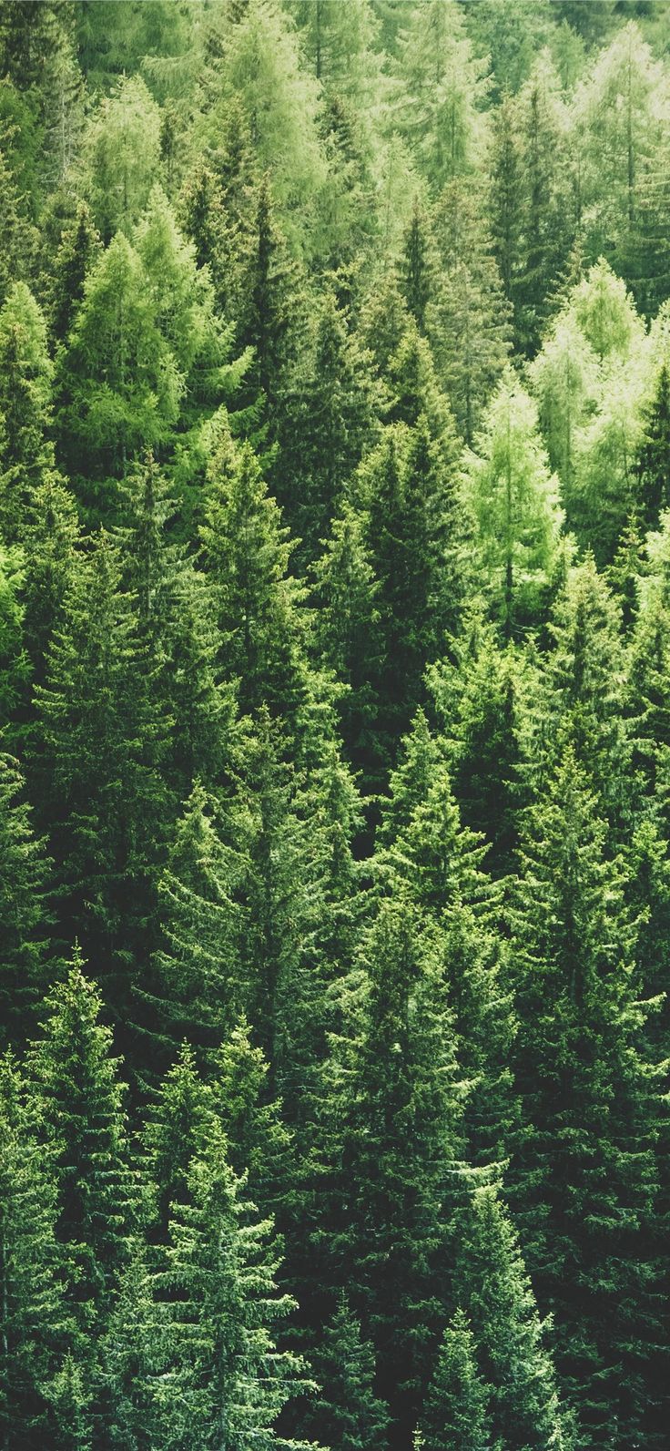 green pine trees in forrest iPhone 11 Wallpaper