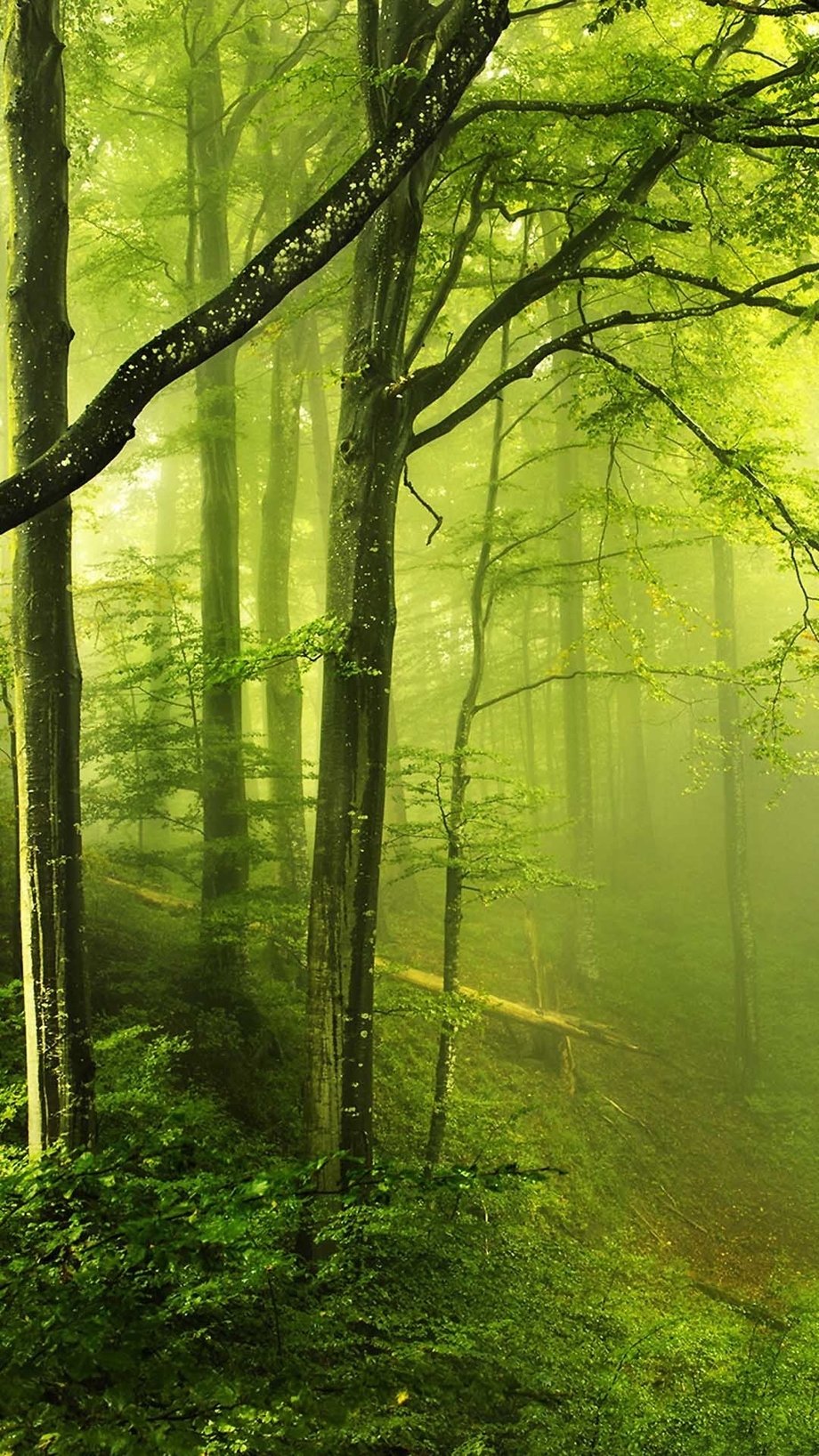 Foggy Green Forest Свали Безплатно тапети за телефон iPhone