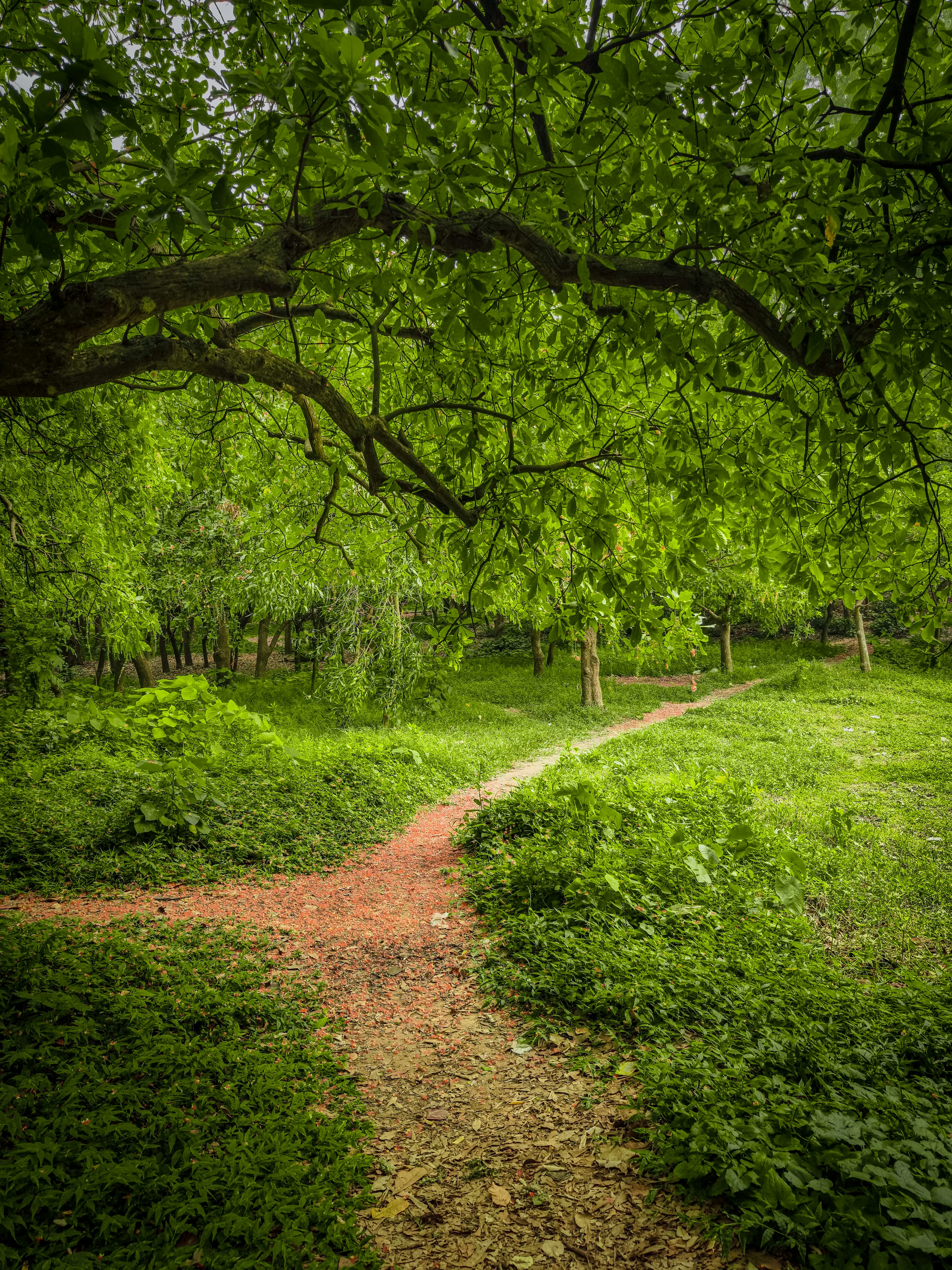 Green Forest Picture. Download Free Image