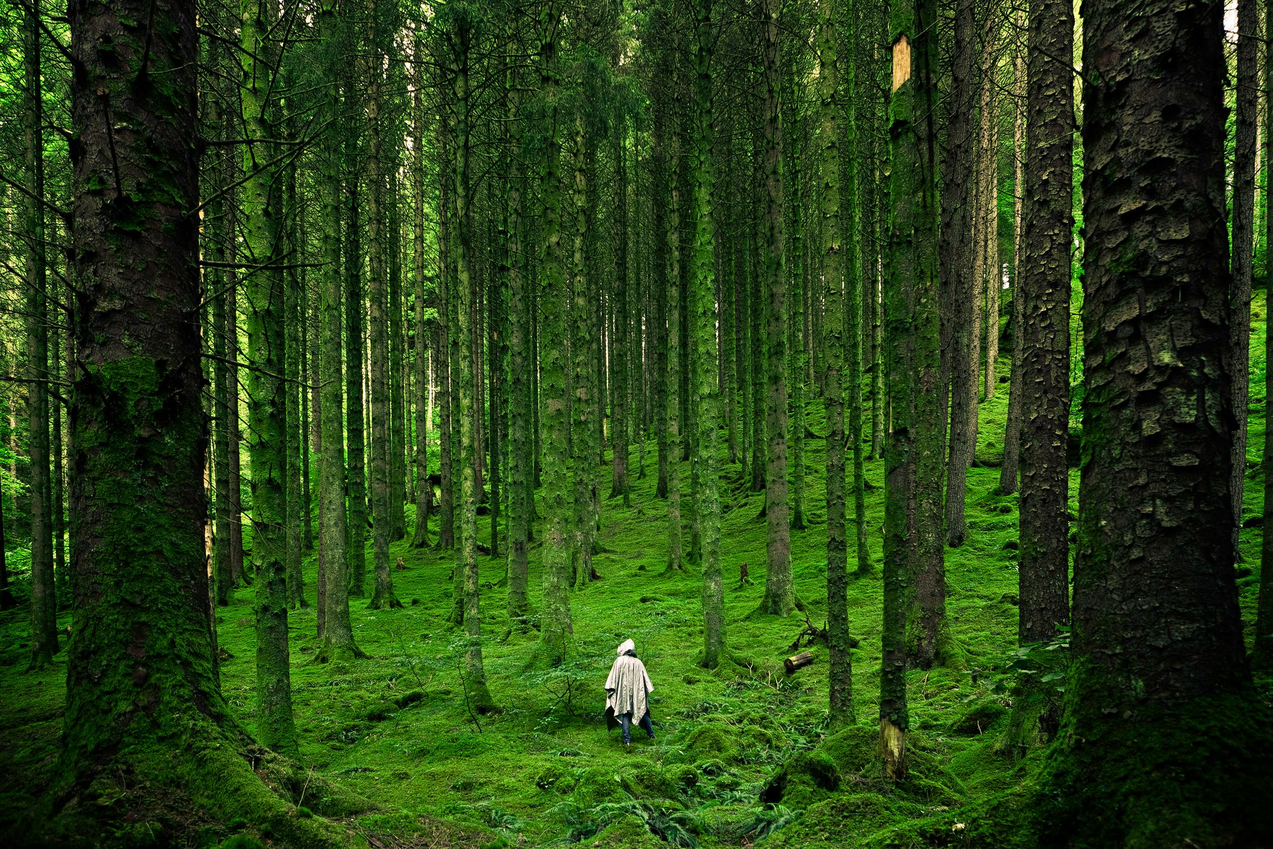 Green Forest Photo, Download The BEST Free Green Forest & HD Image