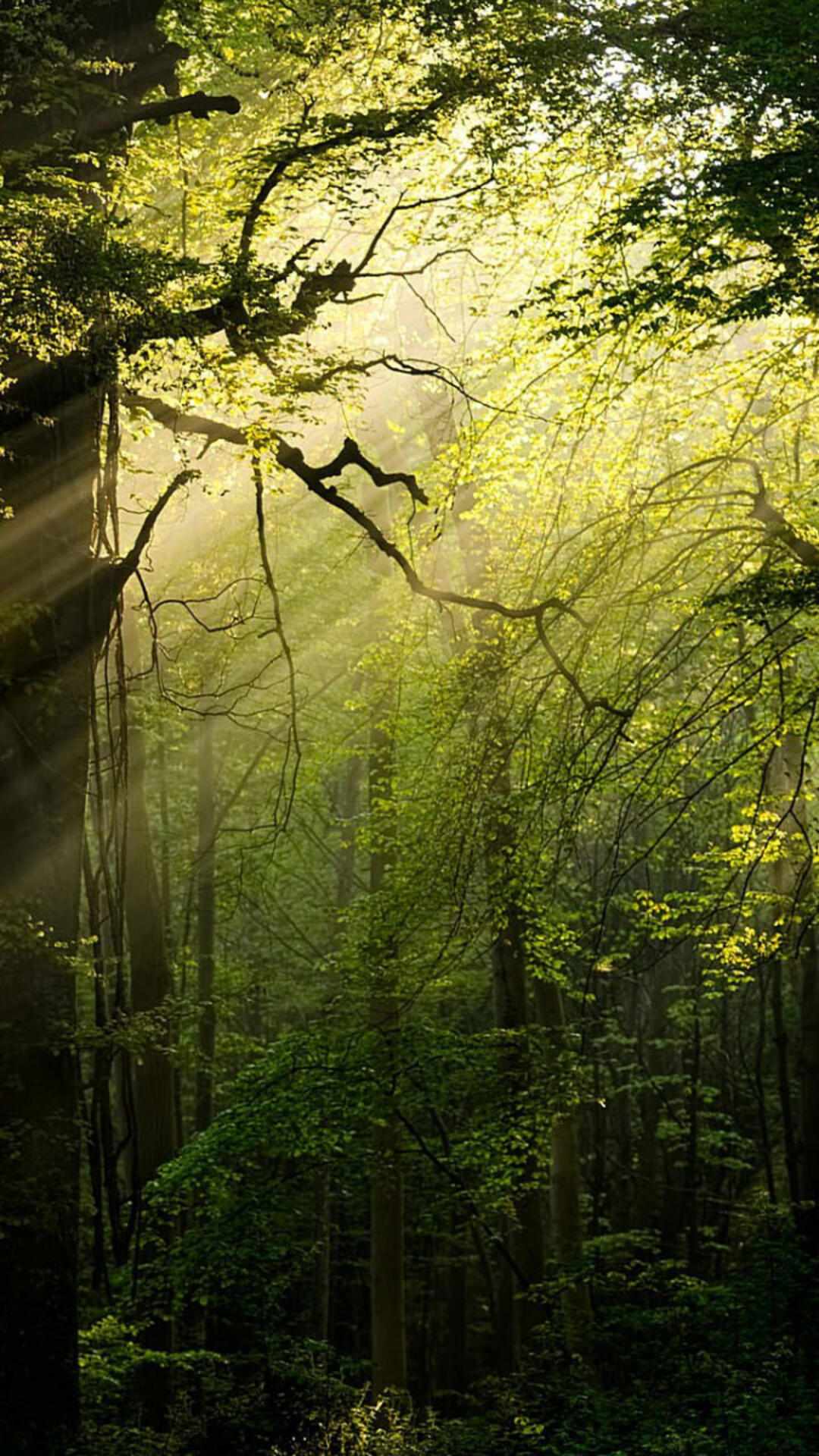 Summer in the forest · 1080x1920 iPhone 6S+/7+/free photo from ya1702480368002 and wallpaper