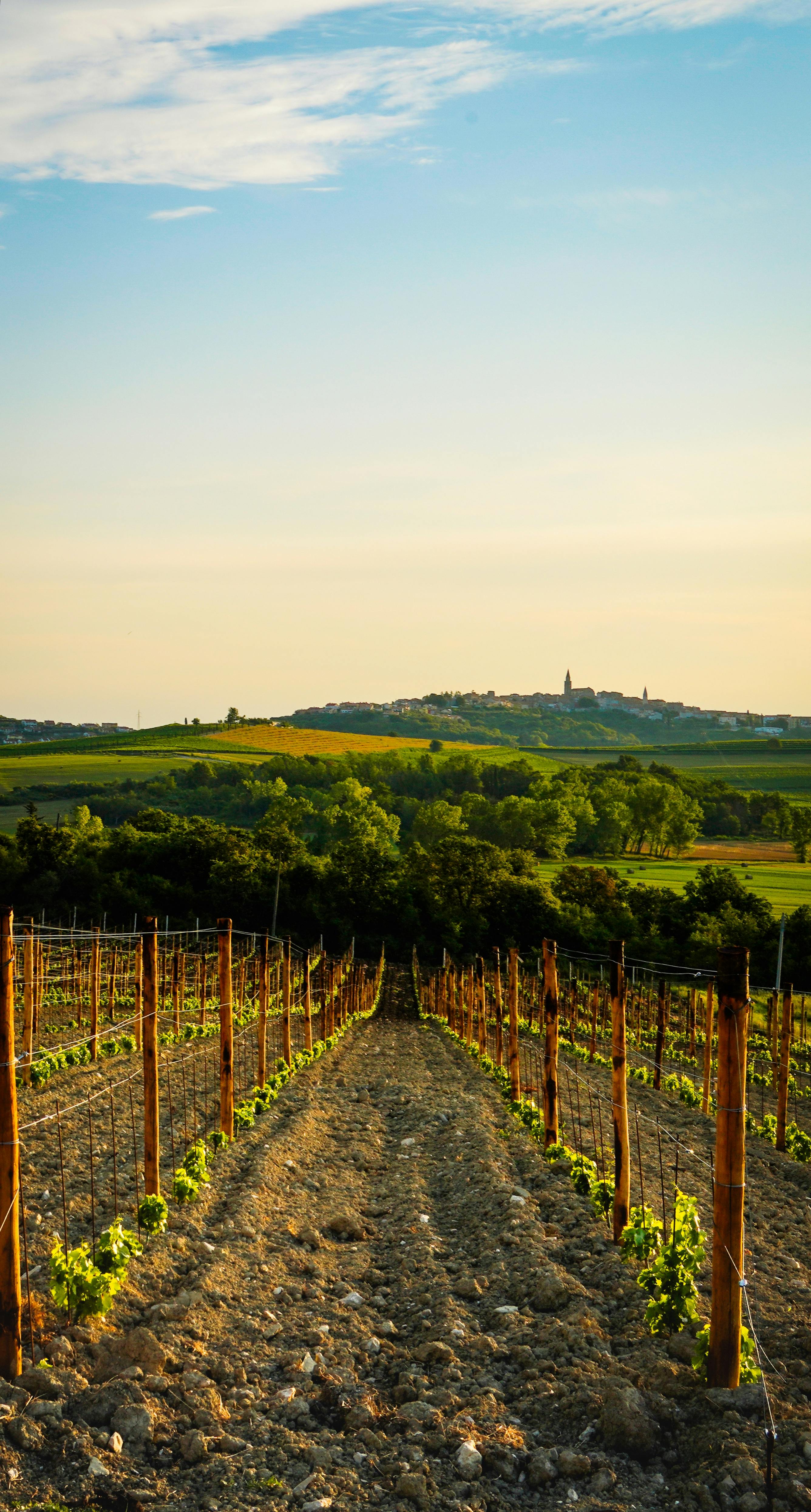 Vineyard at Sunset · Free